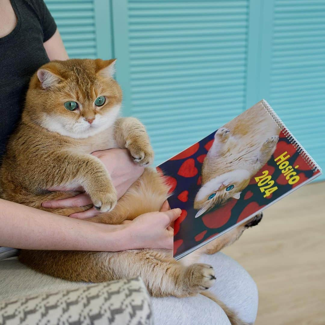 Hosicoのインスタグラム：「Up 50% Off Black Friday! $14.95 per calendar! 🌟💚 Use Code: CYBERTUE2023 Limited edition Hosico Calendar 2024 is Now Available! Beautiful full color photos of me will for sure make you smile through the whole year. International delivery! 🔗 link in bio @hosico_cat 🥐」