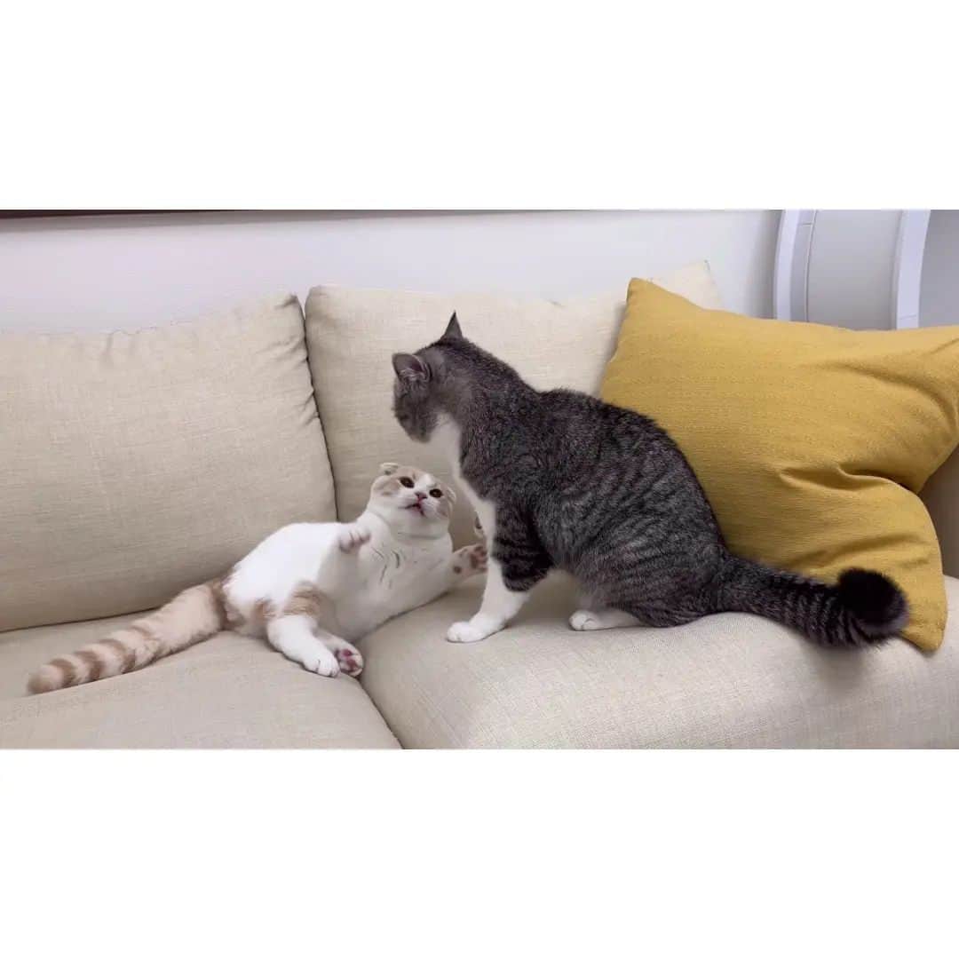 もちまるさんのインスタグラム写真 - (もちまるInstagram)「【悲報】追いかけっこ中につまづいて顎を強打した猫がこうなっちゃいました…」11月24日 18時00分 - catmotimaru
