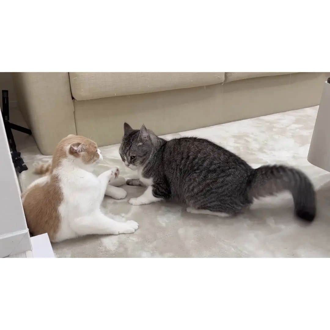 もちまるさんのインスタグラム写真 - (もちまるInstagram)「【悲報】追いかけっこ中につまづいて顎を強打した猫がこうなっちゃいました…」11月24日 18時00分 - catmotimaru