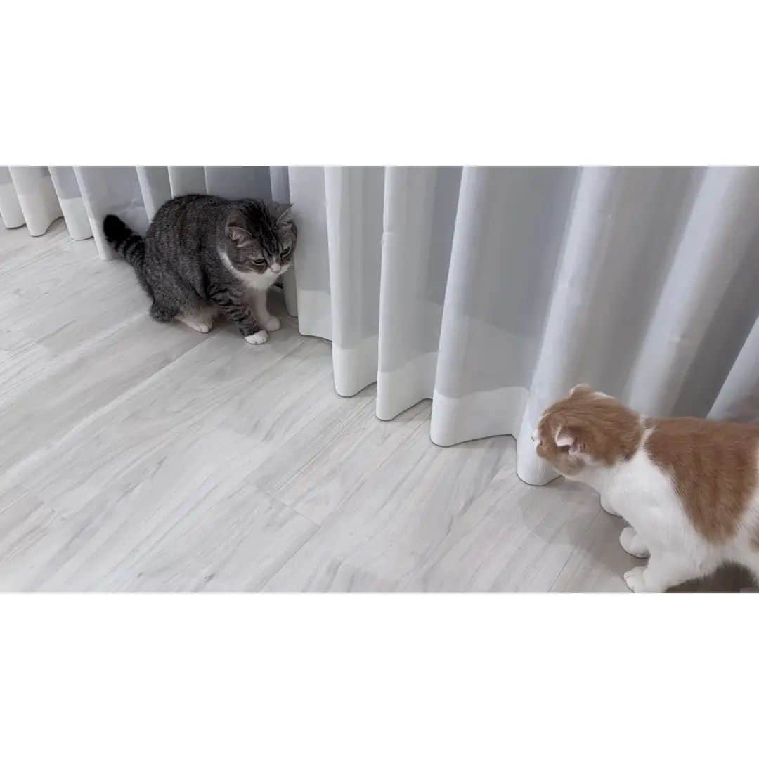 もちまるさんのインスタグラム写真 - (もちまるInstagram)「【悲報】追いかけっこ中につまづいて顎を強打した猫がこうなっちゃいました…」11月24日 18時00分 - catmotimaru