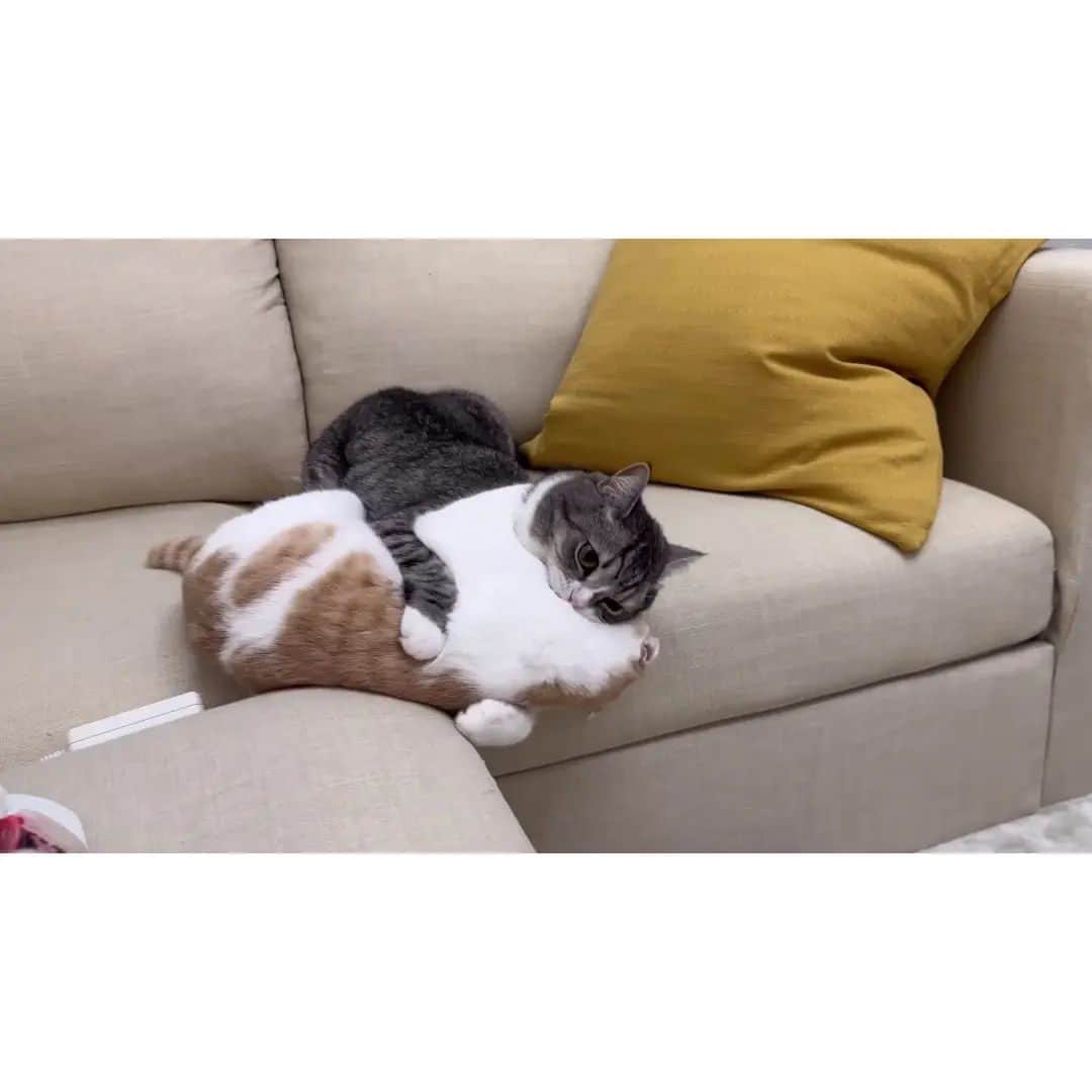 もちまるさんのインスタグラム写真 - (もちまるInstagram)「【悲報】追いかけっこ中につまづいて顎を強打した猫がこうなっちゃいました…」11月24日 18時00分 - catmotimaru
