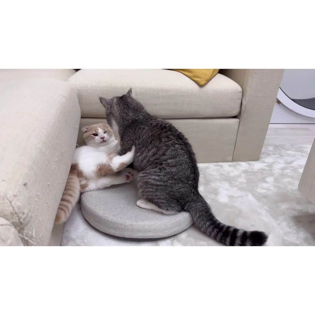 もちまるさんのインスタグラム写真 - (もちまるInstagram)「【悲報】追いかけっこ中につまづいて顎を強打した猫がこうなっちゃいました…」11月24日 18時00分 - catmotimaru