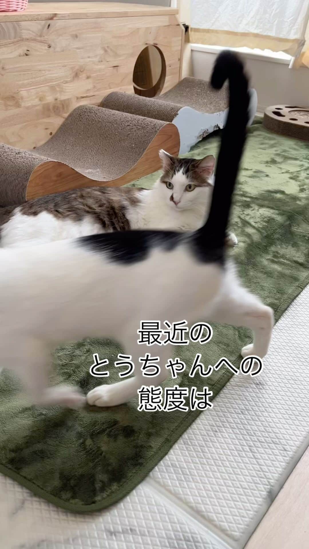 のインスタグラム：「とうちゃんへの態度も とても穏やかになったまりもん☺️👏　 まだ変化してるよ  【まりもさん家族募集】  推定年齢3歳・男の子♂ 去勢手術済み 予防接種💉済み ウィルス検査：陰性 駆虫済み 体重4.5kgくらい？  抱っこも爪切りもできます 目薬もできたな🤔(投薬もいけるはず) これからまだ変化するんじゃないかなと思いますが ビビりさんではあるので、慣れるまでゆっくり向き合ってくださる方  【侘助の家族募集】  生後約7ヶ月・男の子♂ 去勢手術済み 予防接種💉済み ウィルス検査：陰性 駆虫済み(1回) 体重2.8kg  人も猫も好き 遊び好きで食いしん坊 運動神経抜群  譲渡条件ございます お問い合わせ、ご質問等はDMにてお待ちしております😌🙇🏻‍♀️ どうぞよろしくお願いいたします✨  #里親募集_愛知  #里親募集猫 #里親募集中  #里親募集  #まりもさん  #人馴れ修業中  #ねこのきもち #猫好きさんと繋がりたい #成猫の魅力を伝えたい  #ねこすたぐらむ  #きじしろ#キジシロ#きじしろ男子 #保護猫」