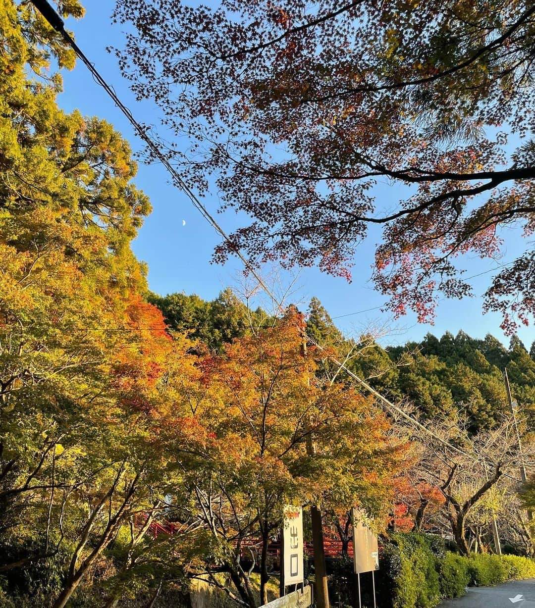 白木愛奈さんのインスタグラム写真 - (白木愛奈Instagram)「このまえ小國神社に行ってきました〜😊 以前は青葉もみじの様子を中継でお伝えしましたが、、この日はグラデーションが綺麗でした🍁  きょうは暖かかったですが、明日は真冬の寒さに⛄️ 気温のアップダウンが大きいですね。 この秋に入って2回も体調を崩してしまいました😵‍💫 みなさんもお気をつけください🙇‍♂️  #紅葉 #🍁 #静岡紅葉スポット #小國神社 #青空に浮かぶ月 - ̗̀🌙 ̖́-」11月24日 18時12分 - shiraki_mana