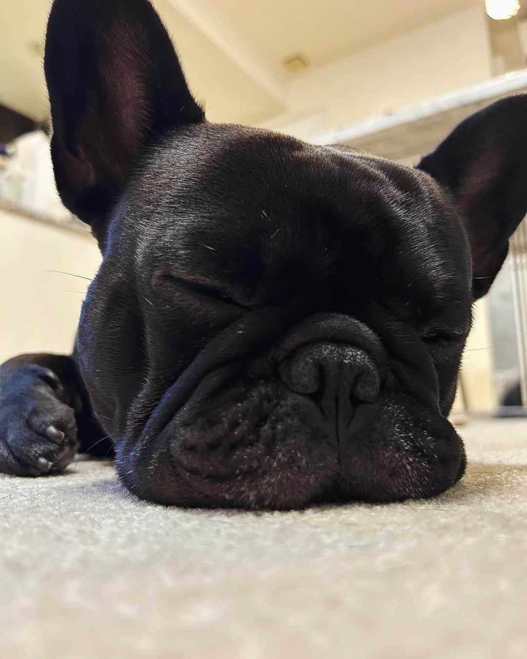 西片かずひろのインスタグラム：「zzz」