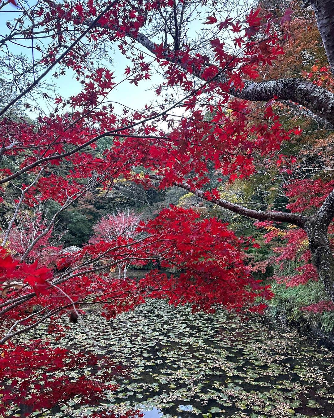 林克治のインスタグラム：「本日の小松寺！ 今年は気温が高めのせいか、まだ紅葉もまばら。 綺麗に色付いているところもありますので、是非お立ち寄りください。 紅葉を見ていいなぁと思える歳になりました。  #小松寺 #南房総市 #千倉町 #紅葉スポット」