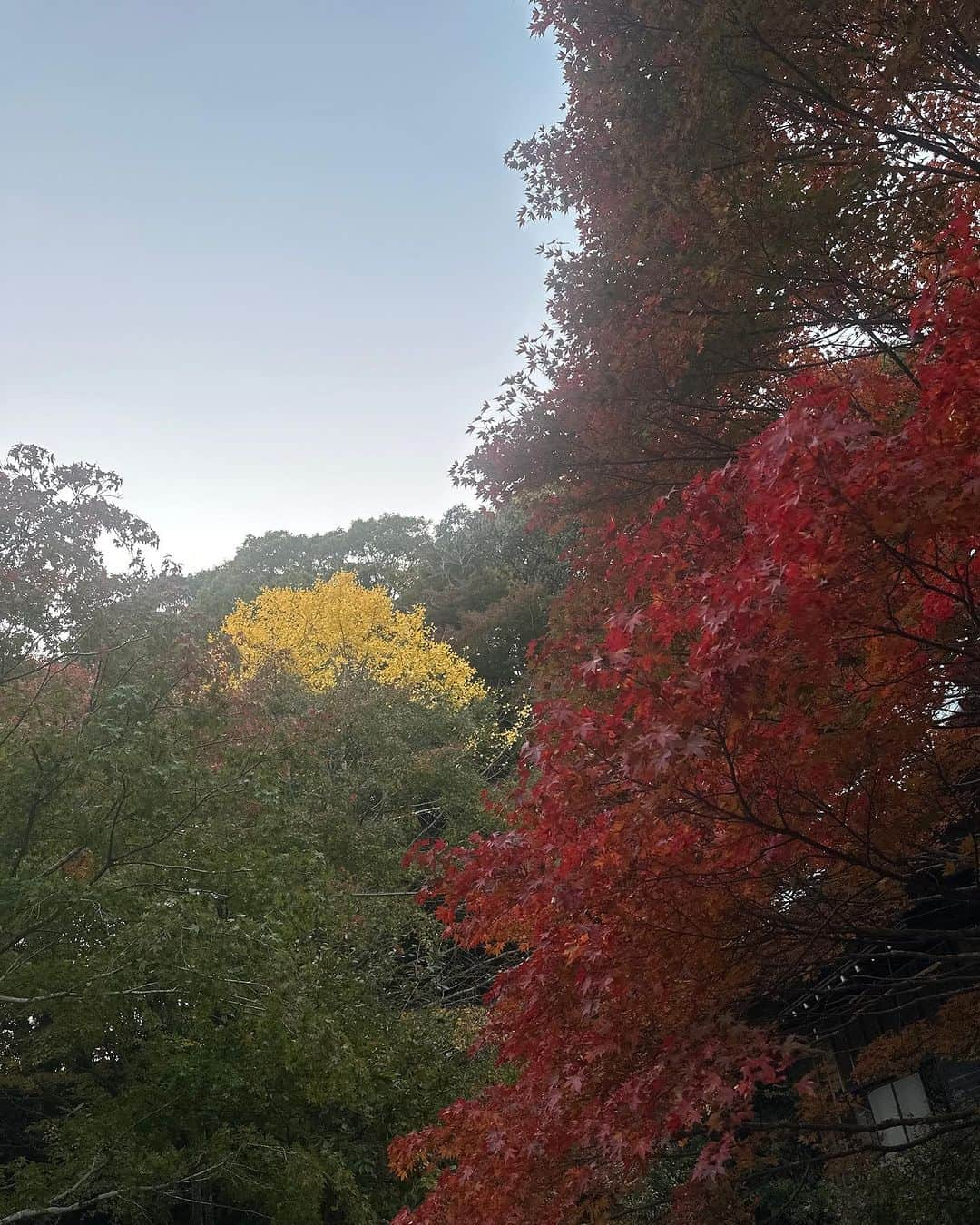 林克治さんのインスタグラム写真 - (林克治Instagram)「本日の小松寺！ 今年は気温が高めのせいか、まだ紅葉もまばら。 綺麗に色付いているところもありますので、是非お立ち寄りください。 紅葉を見ていいなぁと思える歳になりました。  #小松寺 #南房総市 #千倉町 #紅葉スポット」11月24日 18時24分 - hayashikarika