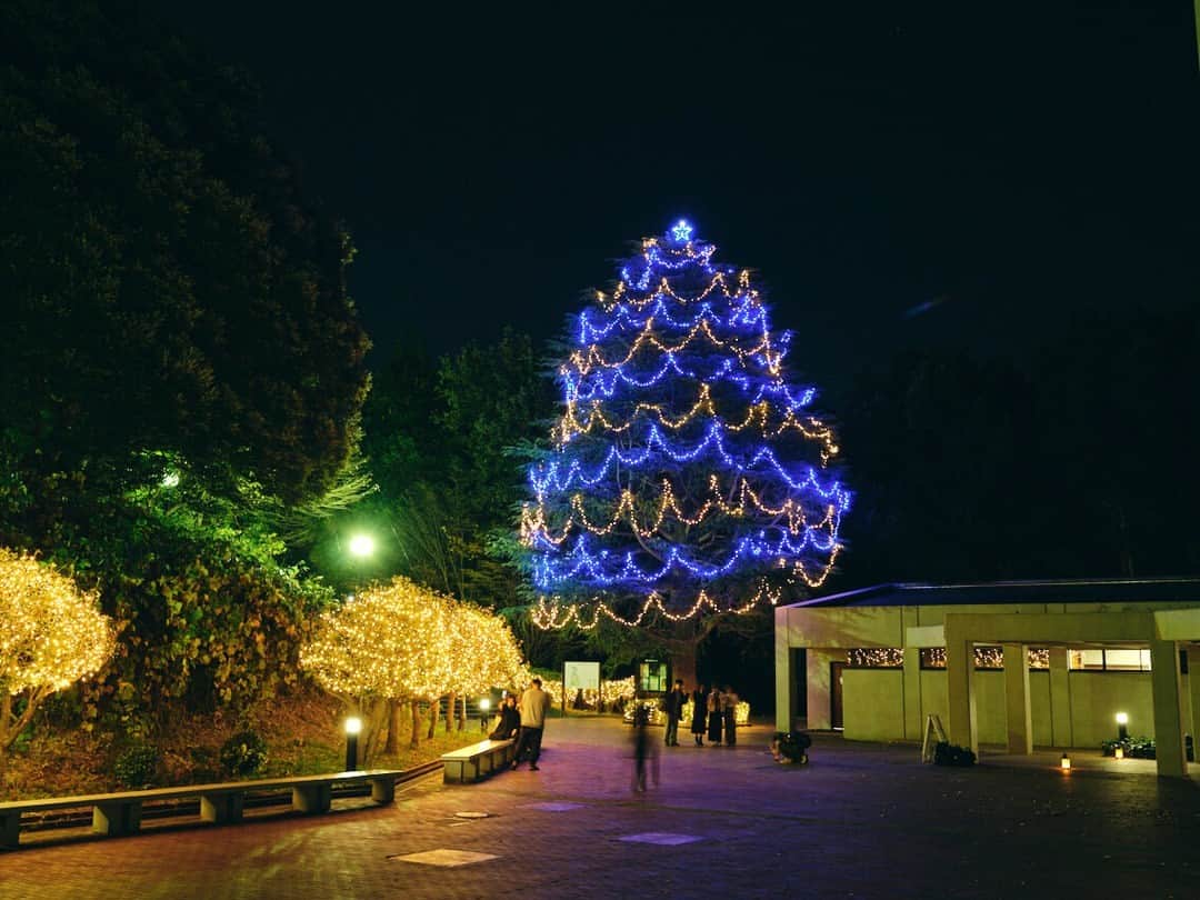 Meiji Gakuin/明治学院大学/明学のインスタグラム：「＼🎄 #明学のクリスマス 🎄／  横浜キャンパスのクリスマスツリーが点灯しました✨ 白金キャンパスとは違う、青色の光が 皆さんを包み込みます☺️  横浜キャンパスのツリーの点灯は1/6(土)まで。  #明治学院大学 #横浜キャンパス #横浜 #戸塚 #明学 #明治学院 #明学ライフ #メイガク #メイガクライフ #大学 #授業 #勉強 #チャペル #秋学期 #秋学期もがんばろう #meijigakuinakuinuniversity #meijigakuin #university #photography #photographer #クリスマス #クリスマスツリー #クリスマスまであと少し」