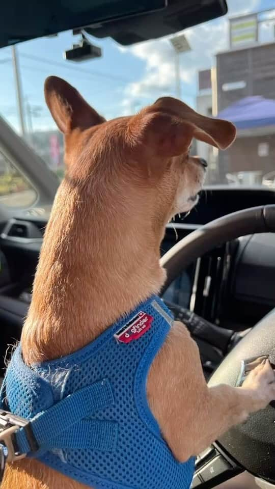 結城アンナのインスタグラム：「🐶今日のOzzyは安全運転🫣Ozzy steering us to safety🐶 🤳@mikachilds #iamozzy🐶 #元保護犬 #adoptdontshop」