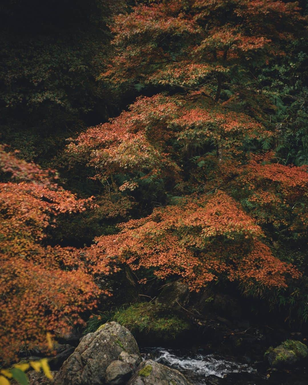 貴船神社のインスタグラム：「貴船 紅葉」