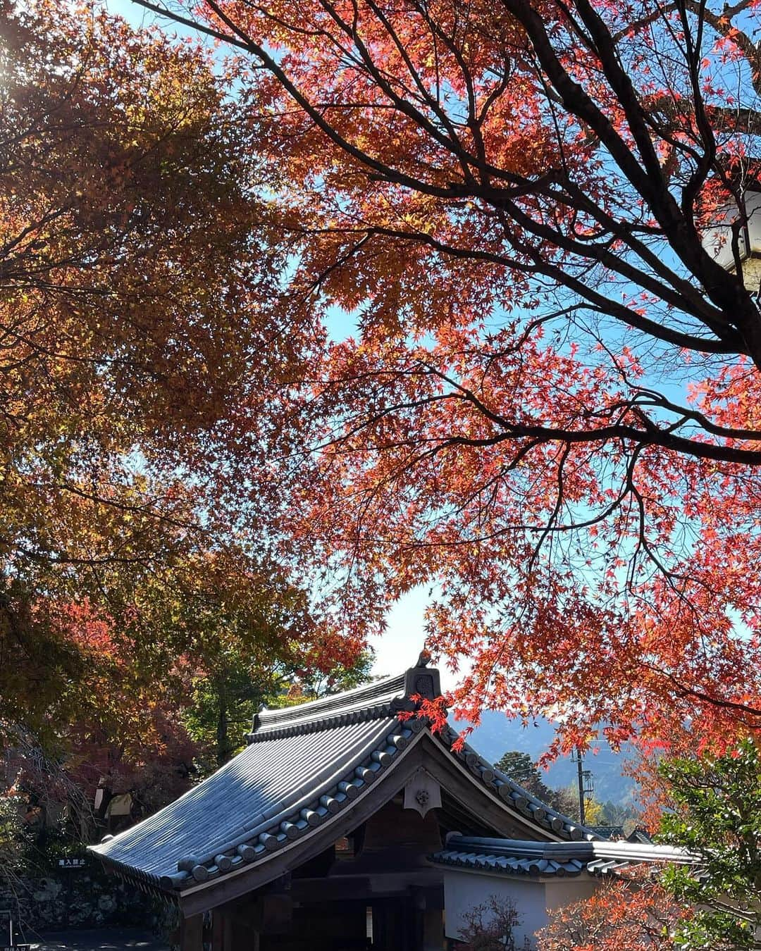 せたこさんのインスタグラム写真 - (せたこInstagram)「Enjoyed the autumn leaves with my sister 🍁 @takoyakey」11月24日 18時53分 - setako