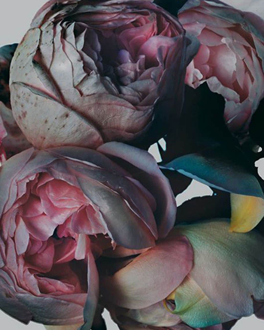 ジャマンピュエッシュのインスタグラム：「Inspiration of the day by @nick_knight #fashioninspo」