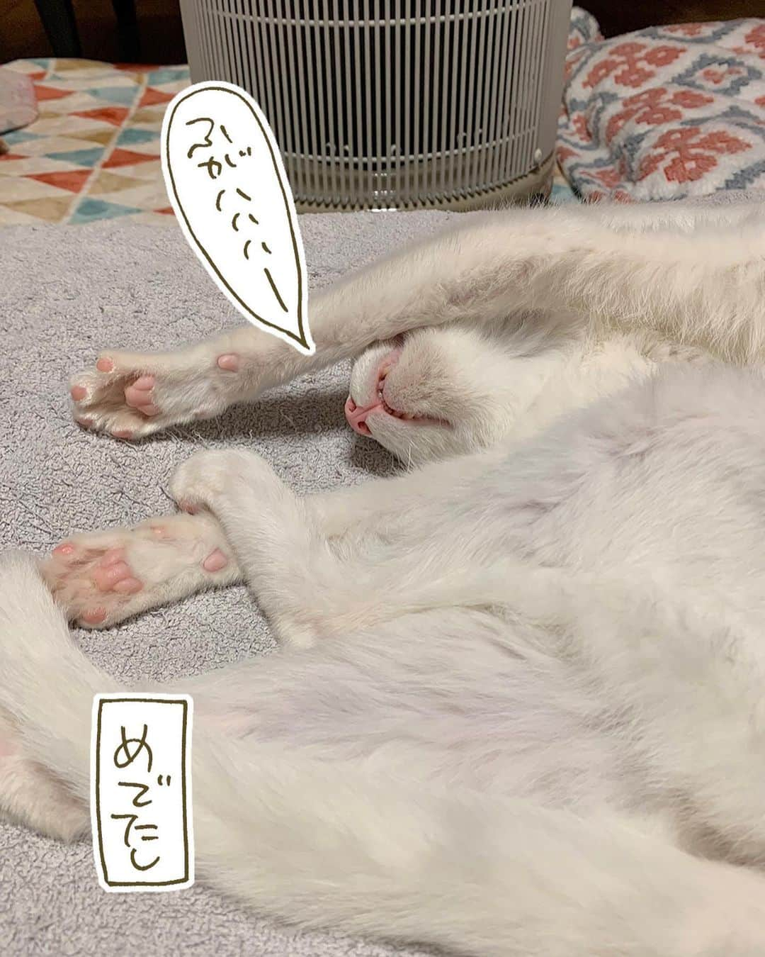 くるねこ大和さんのインスタグラム写真 - (くるねこ大和Instagram)「かあすんの手 ぼかぼかよ  #マル胡  #かあすんとマル」11月24日 19時14分 - kuru0214neko