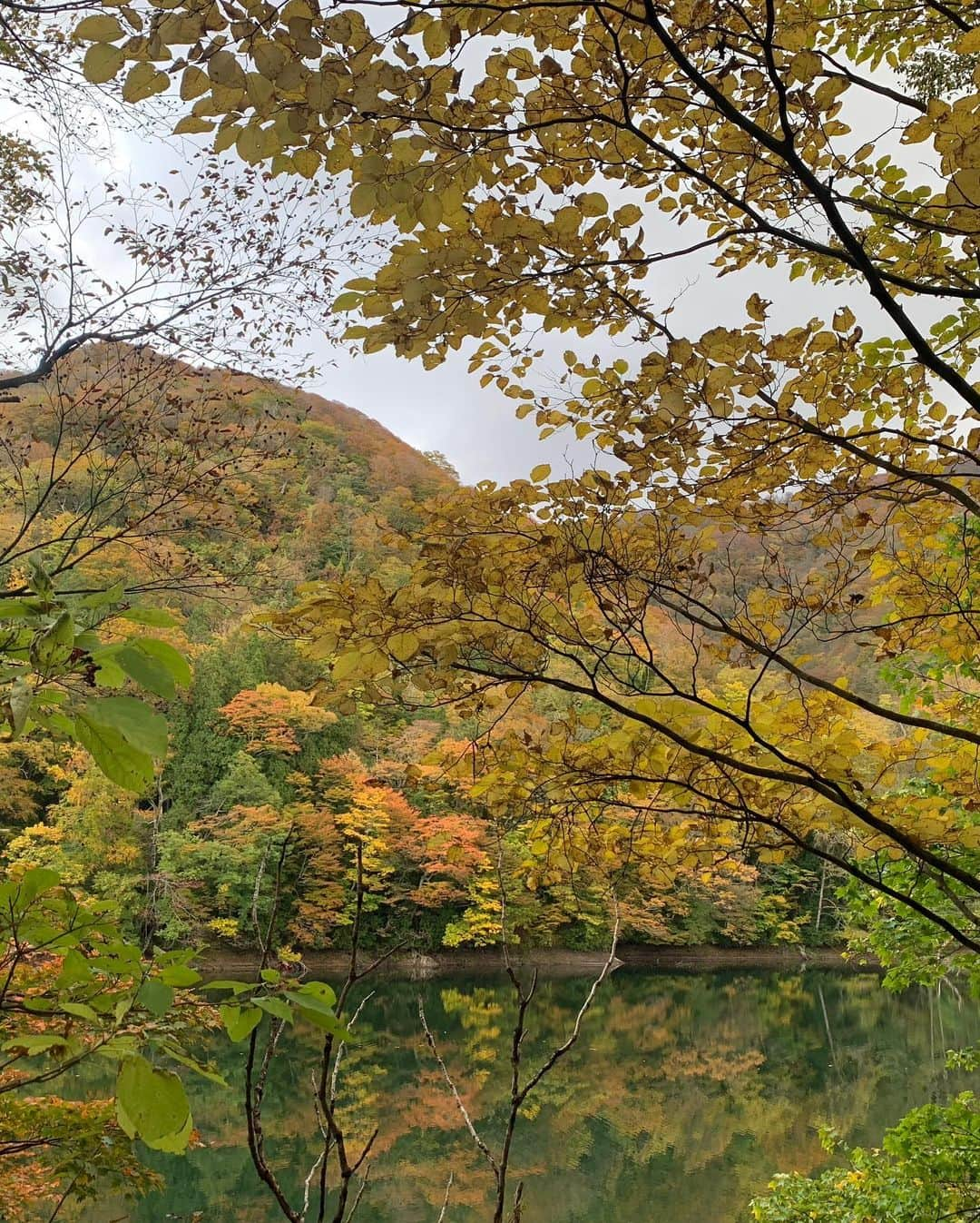 高野桃子さんのインスタグラム写真 - (高野桃子Instagram)「徐々に紅葉🍁これは東北 東京の見頃はもう少しかな みんなのご近所の紅葉の名所はー？  #白神山地  #東北の紅葉」11月24日 19時20分 - takano_sd