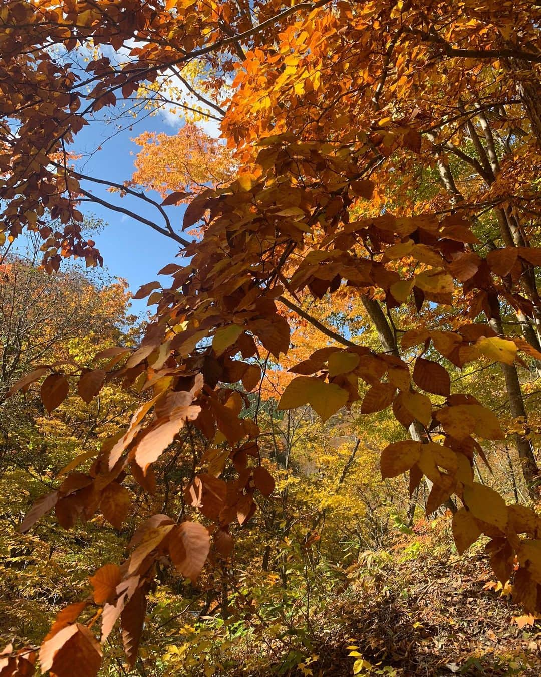 高野桃子のインスタグラム：「徐々に紅葉🍁これは東北 東京の見頃はもう少しかな みんなのご近所の紅葉の名所はー？  #白神山地  #東北の紅葉」