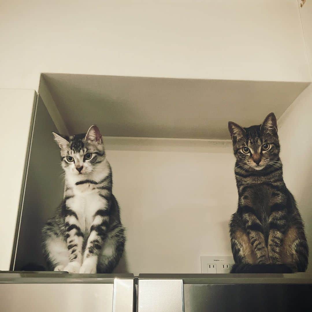 持田香織さんのインスタグラム写真 - (持田香織Instagram)「.  実家の冷蔵庫のうえに かわいいのがいた。  8月にやってきたのです。  あっというまに大きくなるのね。  兄弟。 どっちが兄でどっちが弟とか わからんよね。猫って。  おかげさまで賑やかよ。 ありがとう。」11月24日 19時22分 - mochidakaori_official