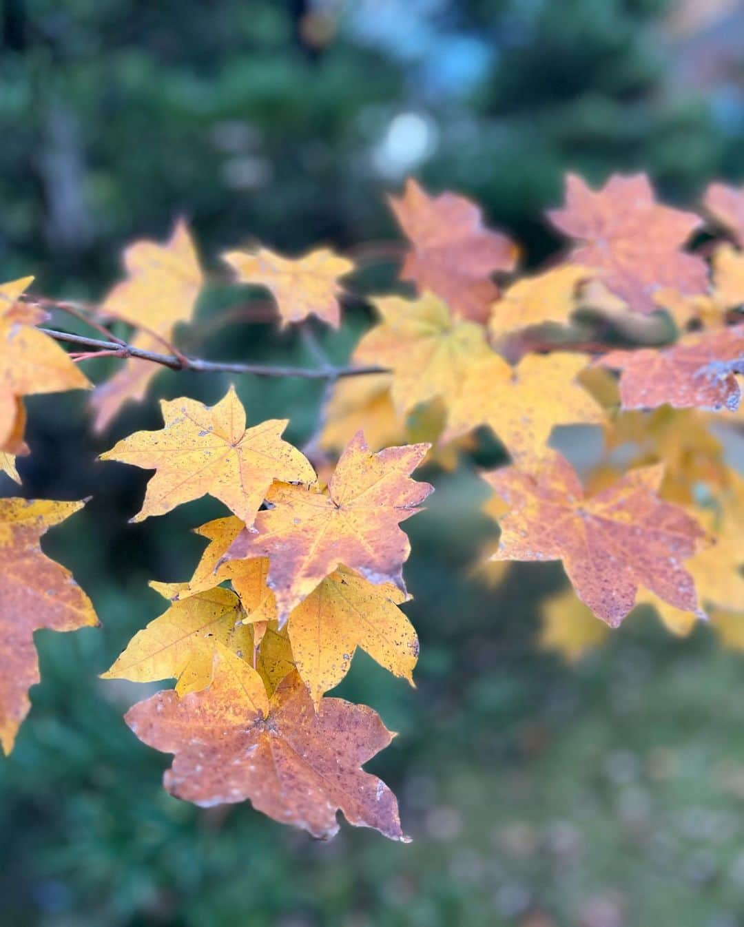 北川ひかるさんのインスタグラム写真 - (北川ひかるInstagram)「. . ある日のOFF🍂 . . 紅葉🍁 散歩してきました☺️ これってどこに行ったかわかるのかな🚶‍♀️笑 (わかったらすごい🤣) . . 久しぶりのニット帽👒 #秋 #紅葉 #散歩 #inac神戸  #北川ひかる」11月24日 19時29分 - hiiiiiiika14