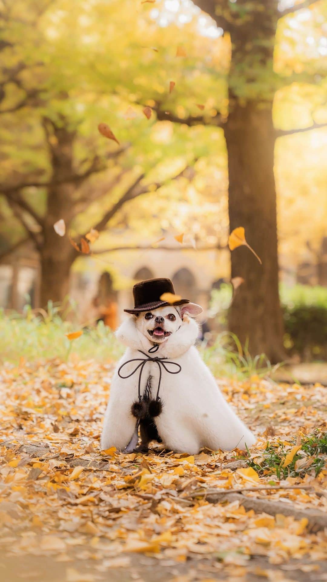 紋次郎のインスタグラム：「Autumn has come.  素敵すぎる写真でリールにするのも勿体無いけど😊 でも、この日は紋次郎はあまりおとなしくしてなかったんだけど、どうしてこんな写真がとれたんだ？😊 Photo @mieco0526 @mucciandlove  Place Tokyo university   明日は外苑再び参上します！  #dog#dogstagram#instadog#chihuahua#barkbox#mydogiscutest#buzzfeed#dog_features#fluffypack#barkpack#dogsofinstagram#犬#チワワ#手作り#handmade#着物#fashion#紋次郎一家#チーム茶#ふわもこ部#igersjp#peco犬部#dogfashion #whisky#tokyouniversity」