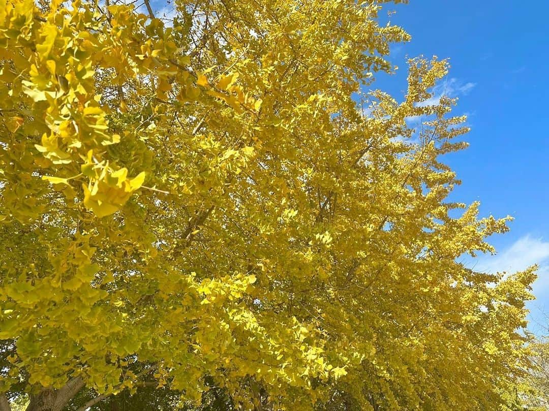 のインスタグラム：「一面に広がる黄葉☘️ 青空との見事なコントラスト🟦  今週の中継は祖父江町で明後日まで行われる そぶえイチョウ黄葉まつりの会場からお伝えしました！  さらにエンタメスイッチでは 来月15日公開の映画「ウィッシュ」で 主人公・アーシャの日本版声優を務める生田絵梨花さんに インタビューさせていただきました🎤  素敵なストーリー、音楽、歌声を ぜひ映画館でお楽しみください🎞  . #東海テレビスイッチ #いっしょにアップデート #高橋ひとみ さん #生田絵梨花 さん　#ウィッシュ #高井一 #吉田ジョージ #速水里彩 #鈴木翔太」