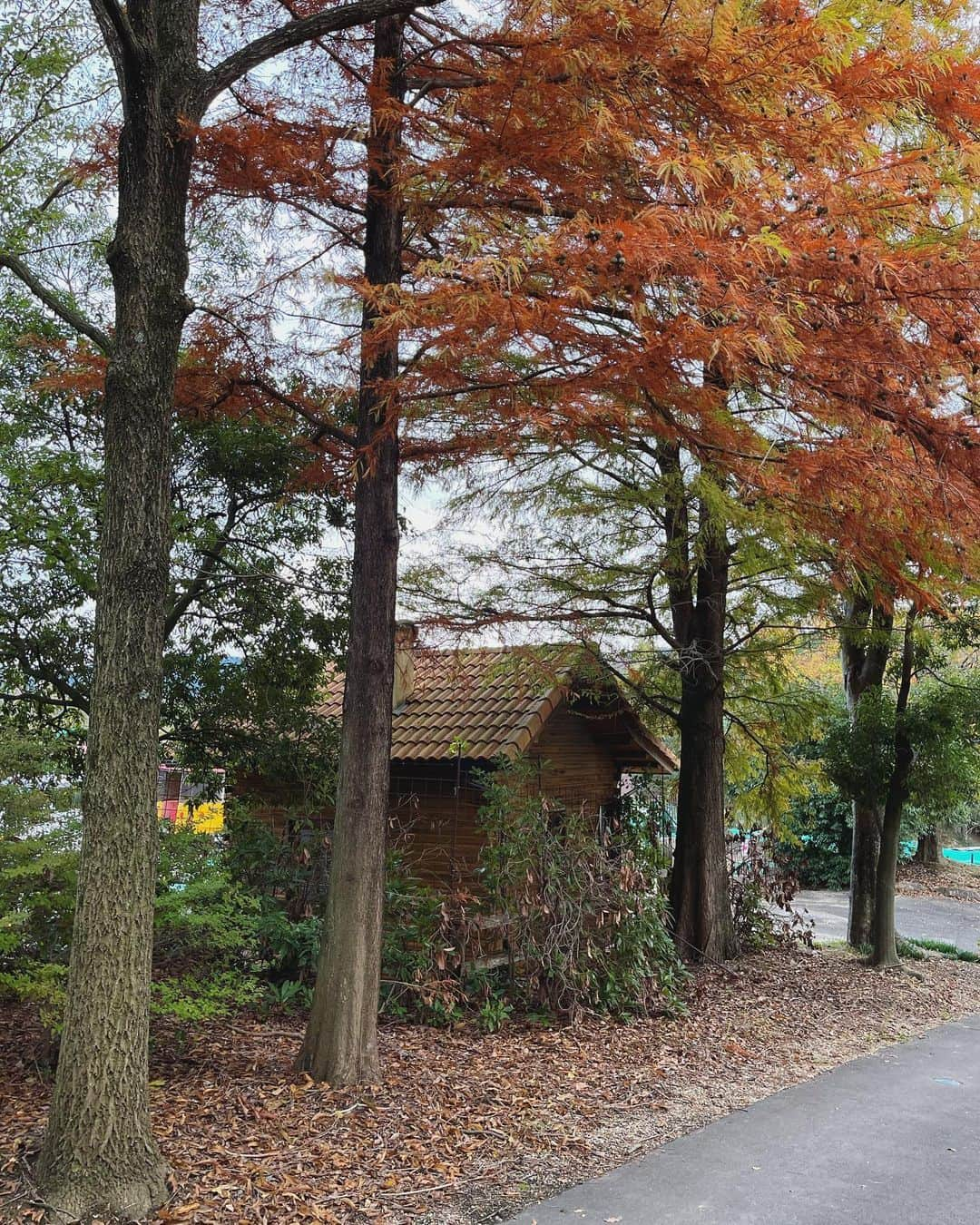 林萌々香さんのインスタグラム写真 - (林萌々香Instagram)「景色がすっかり秋カラー🍂 落ち葉の感じも好きなんです☺️✨ 暗くなるのも早くなったな〜🌝  #autumnvibes」11月24日 19時48分 - momoka_hayashi