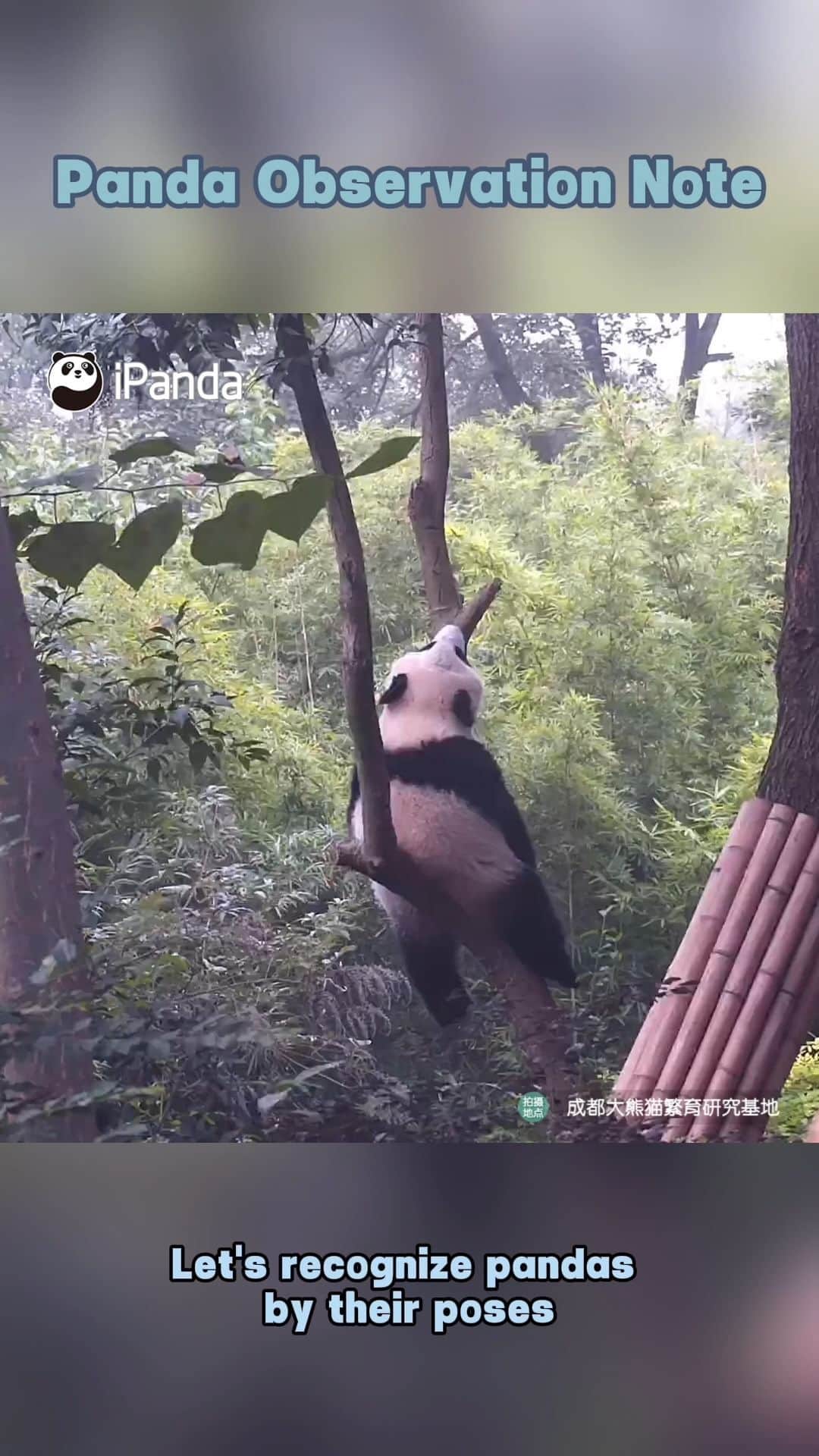 iPandaのインスタグラム：「Don't worry, I’m not stuck. I am just exploring the world behind the wooden frame, and it's really fun. (He Hua, He Ye, Bei Chen & Wen Jing) 🐼 🐼 🐼 #Panda #iPanda #Cute #HiPanda #PandaMoment #PandaOfToday #ChengduPandaBase   For more panda information, please check out: https://en.ipanda.com」