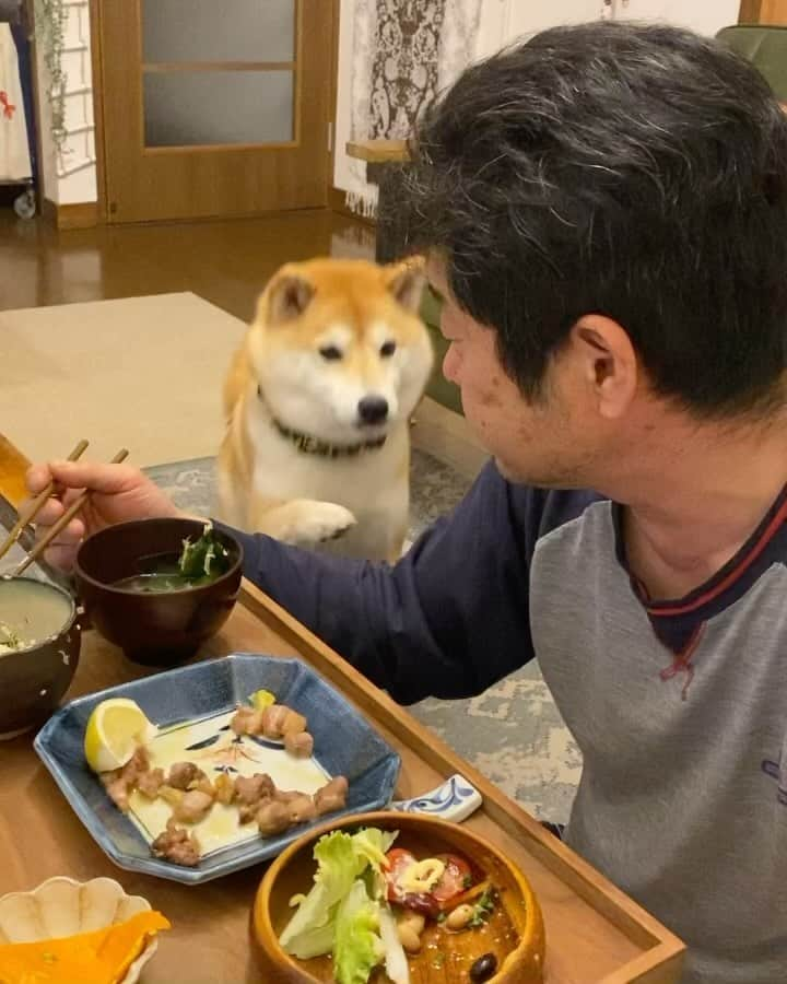 柴犬小雨のインスタグラム