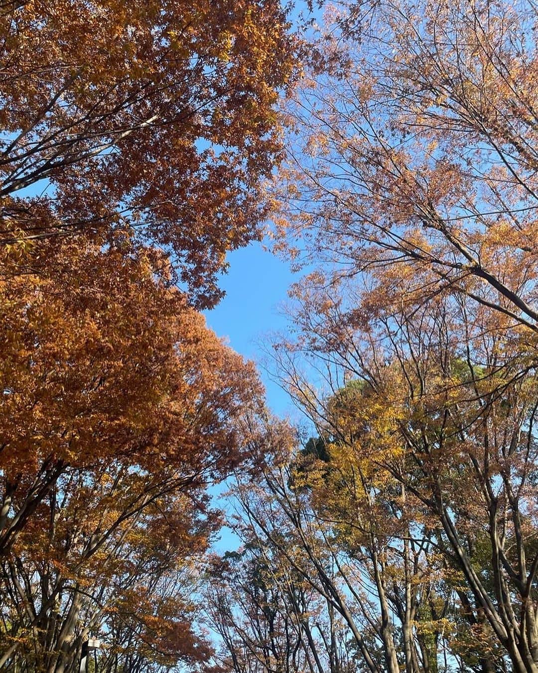 市川海老蔵 （11代目）のインスタグラム：「* Taking a break So warm…though it’ll be cold weather from tomorrow… it’s warm…  息抜き  あったかい、、  明日から寒くなるにしても、、  あたたかい、、  #市川團十郎白猿 #市川海老蔵 #海老蔵 #市川新之助 #成田屋 #歌舞伎 #歌舞伎座 #和 #舞台 #三千世界 #ABKAI #ABMORI #ebizoichikawa #ebizo #kabuki #thunderparty #theater #theaterarts #actor #kabukiactor #japan #classic #traditionaljapan #japaneseculture #japan_og_insta #performingarts」