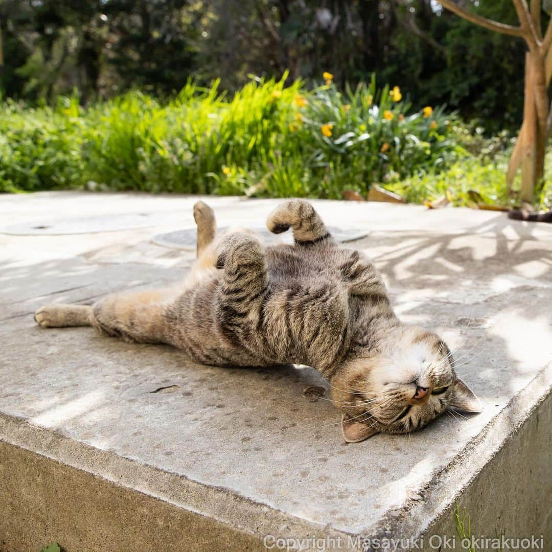 Masayukiさんのインスタグラム写真 - (MasayukiInstagram)「【ぼくにとっては1番大きなサイズのカレンダー🗓️】  2024 そとねこ 壁掛けカレンダー ￥1,100 サイズ: 30 x 38 cm  全国の書店およびAmazon等のオンライン書店にて こちらのカレンダーご予約受付中。 ぜひご予約くださいませ。  ※　 #2024年のぼくのカレンダーは壁掛け4種類です。  #cat #ねこ #猫」11月24日 20時15分 - okirakuoki