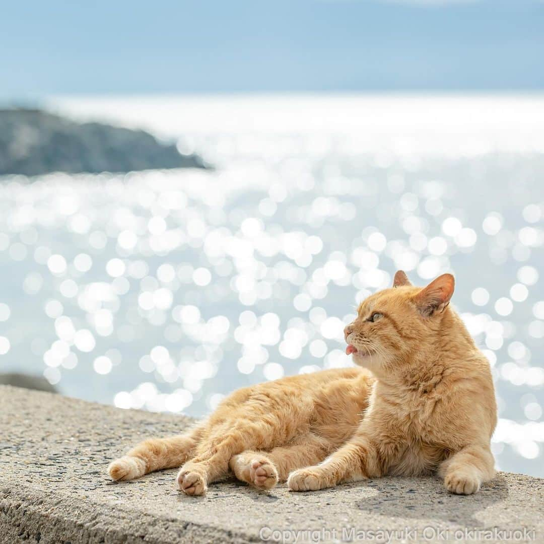 Masayukiさんのインスタグラム写真 - (MasayukiInstagram)「【ぼくにとっては1番大きなサイズのカレンダー🗓️】  2024 そとねこ 壁掛けカレンダー ￥1,100 サイズ: 30 x 38 cm  全国の書店およびAmazon等のオンライン書店にて こちらのカレンダーご予約受付中。 ぜひご予約くださいませ。  ※　 #2024年のぼくのカレンダーは壁掛け4種類です。  #cat #ねこ #猫」11月24日 20時15分 - okirakuoki