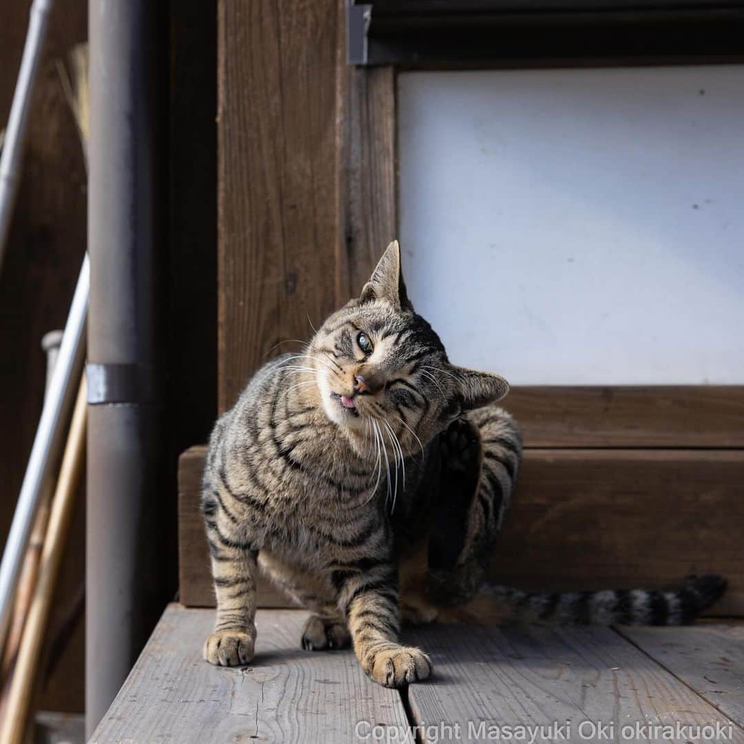 Masayukiさんのインスタグラム写真 - (MasayukiInstagram)「【ぼくにとっては1番大きなサイズのカレンダー🗓️】  2024 そとねこ 壁掛けカレンダー ￥1,100 サイズ: 30 x 38 cm  全国の書店およびAmazon等のオンライン書店にて こちらのカレンダーご予約受付中。 ぜひご予約くださいませ。  ※　 #2024年のぼくのカレンダーは壁掛け4種類です。  #cat #ねこ #猫」11月24日 20時15分 - okirakuoki