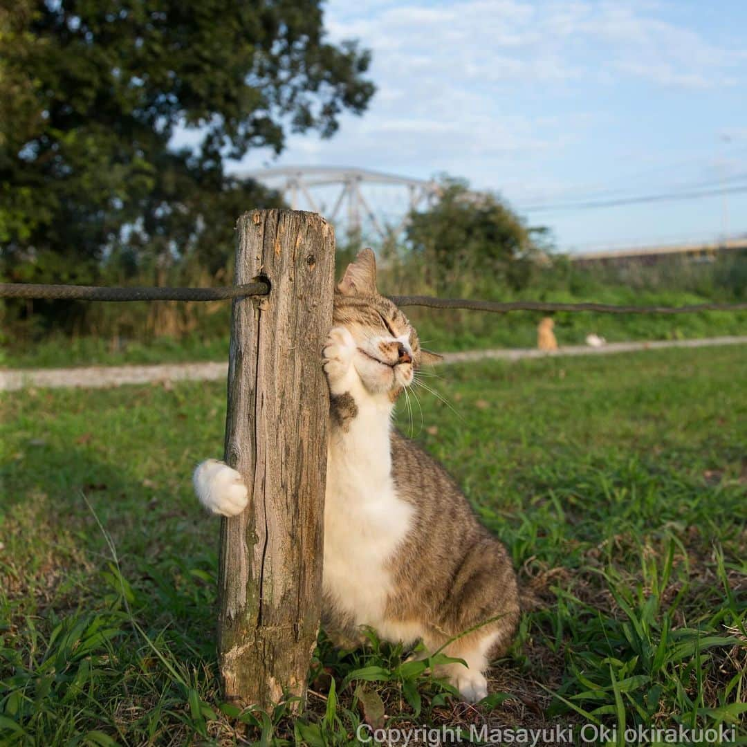 Masayukiさんのインスタグラム写真 - (MasayukiInstagram)「【ぼくにとっては1番大きなサイズのカレンダー🗓️】  2024 そとねこ 壁掛けカレンダー ￥1,100 サイズ: 30 x 38 cm  全国の書店およびAmazon等のオンライン書店にて こちらのカレンダーご予約受付中。 ぜひご予約くださいませ。  ※　 #2024年のぼくのカレンダーは壁掛け4種類です。  #cat #ねこ #猫」11月24日 20時15分 - okirakuoki