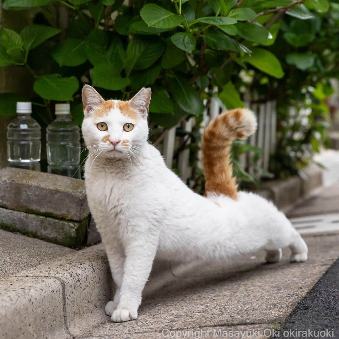 Masayukiさんのインスタグラム写真 - (MasayukiInstagram)「【ぼくにとっては1番大きなサイズのカレンダー🗓️】  2024 そとねこ 壁掛けカレンダー ￥1,100 サイズ: 30 x 38 cm  全国の書店およびAmazon等のオンライン書店にて こちらのカレンダーご予約受付中。 ぜひご予約くださいませ。  ※　 #2024年のぼくのカレンダーは壁掛け4種類です。  #cat #ねこ #猫」11月24日 20時15分 - okirakuoki