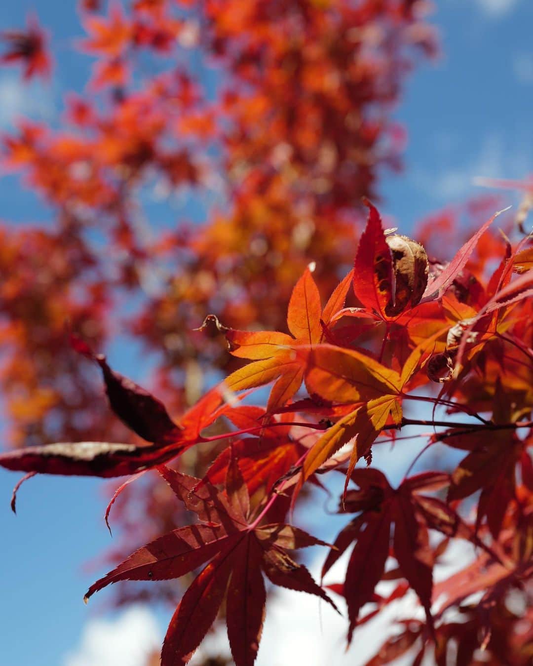 花山瑞貴さんのインスタグラム写真 - (花山瑞貴Instagram)「紅葉もっとみたいな〜」11月24日 20時19分 - mi_smile25