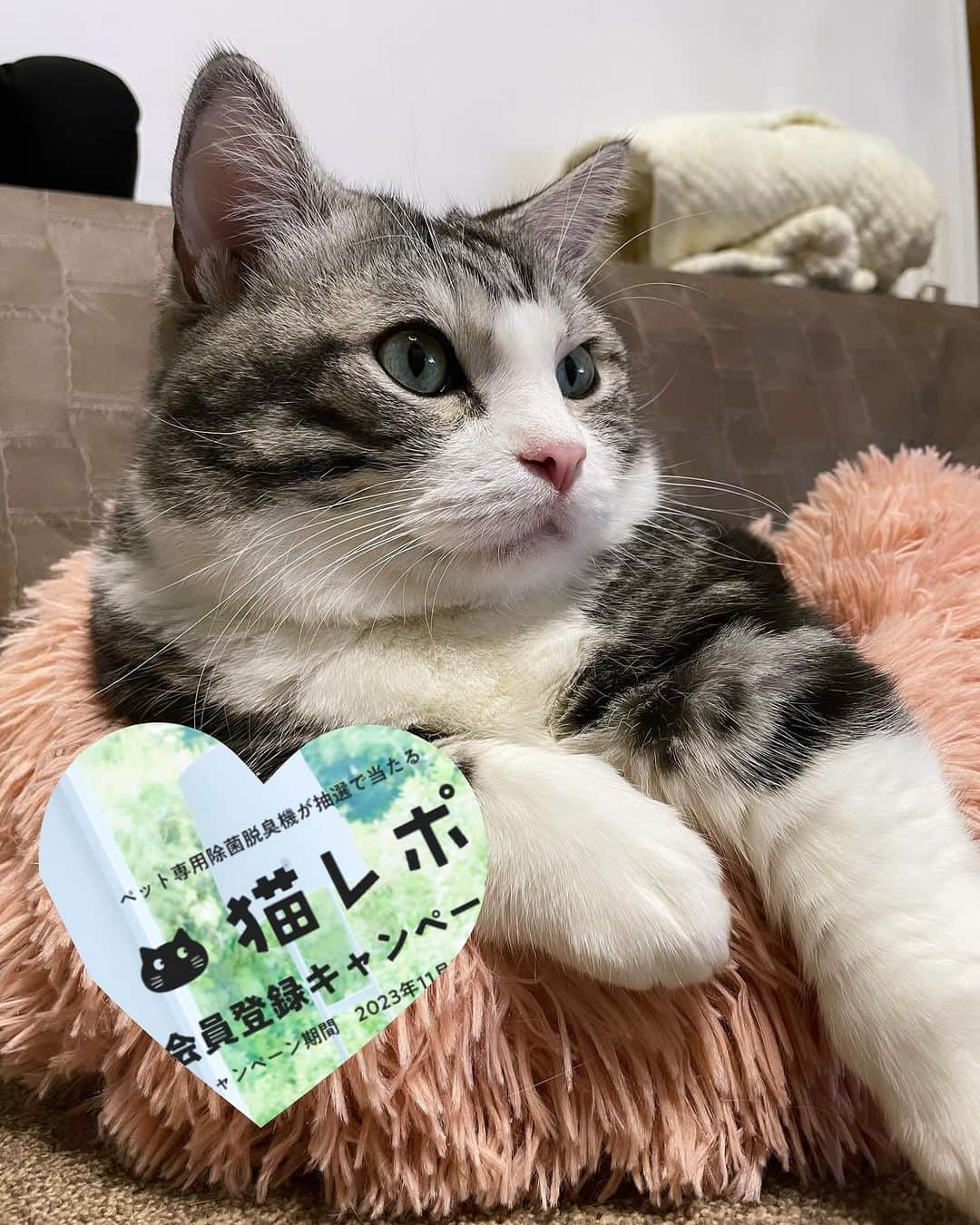 kamunaさんのインスタグラム写真 - (kamunaInstagram)「猫好きのみなさんこんにちは😆 猫レポに登録しませんか？  猫レポとは？  猫との暮らしのアイデアや商品の口コミ情報など、暮らしの役に立つ情報をお届けてくれます。  そして！！ みなさんが猫との暮らしで感じていることや便利グッズやフードの情報を、WEBアンケートなどを通じて教えてください。 アンケート回答者にはデジタルギフトカードをプレゼント！（アンケートごとに違います。全員だったり抽選だったりデス） また、みなさんからアンケートの回答数に応じて猫のための寄付をおこないます。 今は3名様にペット専用除菌脱臭機が抽選で当たる会員登録キャンペーンキャンペーン期間をしています！ 2023年11月30日まで  はじめかたは簡単です❣️ 3分で完了する会員登録をおこなっていただき、メールでアンケート依頼が届くのを待つだけ！ 届いたアンケートに答えるだけで簡単にはじめることができます！ 一緒にはじめませんか😊  #PR# necorepo_brain @necorepo_brain #猫レポ #ネコあるある #サンスター #QAISair」11月25日 8時00分 - tansoku_love