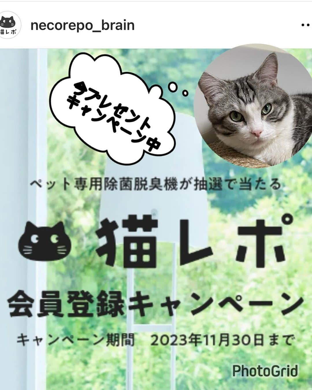 kamunaさんのインスタグラム写真 - (kamunaInstagram)「猫好きのみなさんこんにちは😆 猫レポに登録しませんか？  猫レポとは？  猫との暮らしのアイデアや商品の口コミ情報など、暮らしの役に立つ情報をお届けてくれます。  そして！！ みなさんが猫との暮らしで感じていることや便利グッズやフードの情報を、WEBアンケートなどを通じて教えてください。 アンケート回答者にはデジタルギフトカードをプレゼント！（アンケートごとに違います。全員だったり抽選だったりデス） また、みなさんからアンケートの回答数に応じて猫のための寄付をおこないます。 今は3名様にペット専用除菌脱臭機が抽選で当たる会員登録キャンペーンキャンペーン期間をしています！ 2023年11月30日まで  はじめかたは簡単です❣️ 3分で完了する会員登録をおこなっていただき、メールでアンケート依頼が届くのを待つだけ！ 届いたアンケートに答えるだけで簡単にはじめることができます！ 一緒にはじめませんか😊  #PR# necorepo_brain @necorepo_brain #猫レポ #ネコあるある #サンスター #QAISair」11月25日 8時00分 - tansoku_love