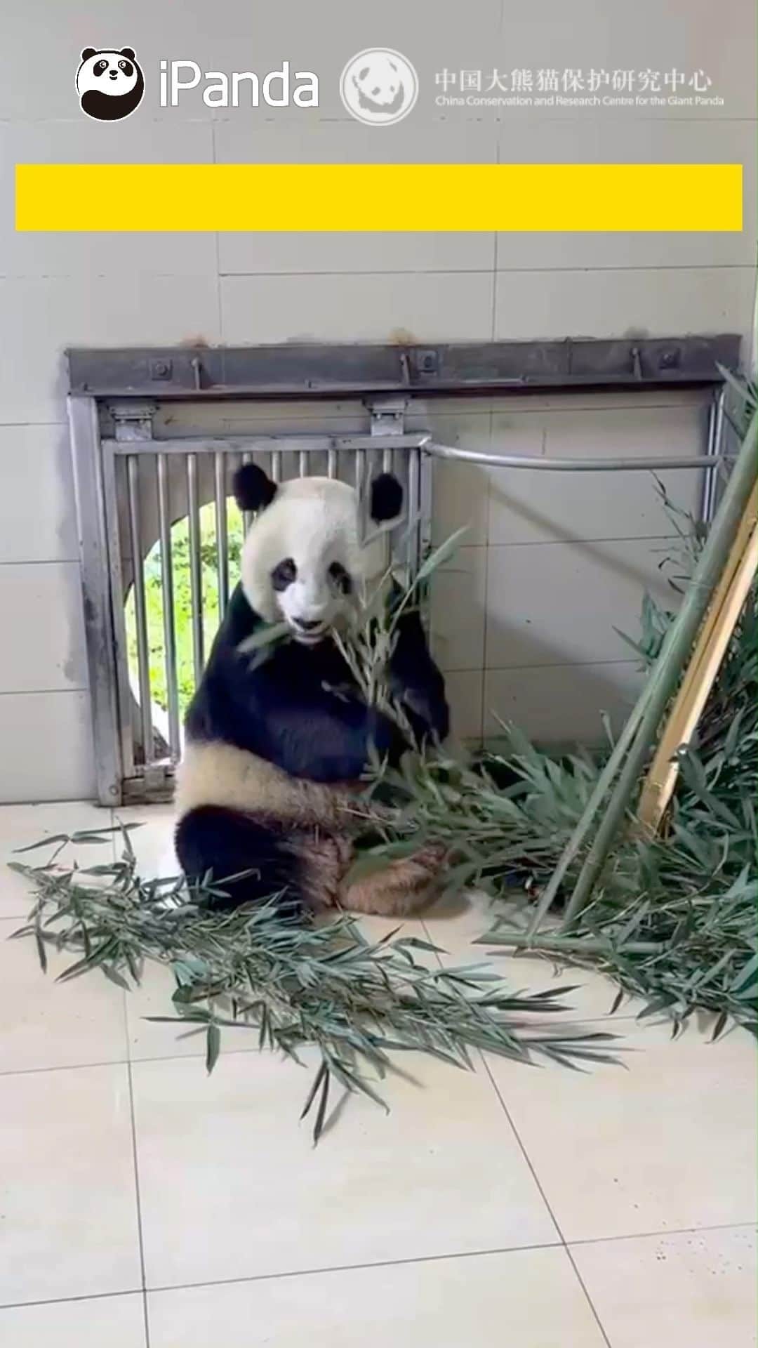 iPandaのインスタグラム：「Giant panda family Mei Xiang, Tian Tian and their 3-year-old son, Xiao Qi Ji are adapting their lives after getting back home. How are they doing right now? Let’s check out together.  🐼 🐼 🐼 #Panda #iPanda #Cute #CCRCGP #PandaNews #ChinaUS #FriendshipMessenger #ReturnOfPandas #pandastory #pandaxiaoqiji #pandameixiang #pandatiantian #littlemiracle  For more panda information, please check out: https://en.ipanda.com」