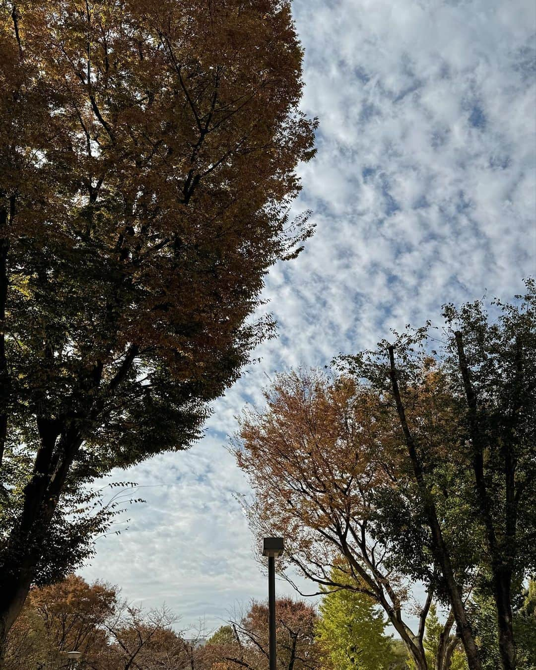 山内遥さんのインスタグラム写真 - (山内遥Instagram)「.  のんびりお散歩して朝活した日☕️🍂‎🤍 久しぶりのおやすみだったので何かしたい訳でもなく ただただのんびり穏やかに過ごせて嬉しかった( ´ ` )♡ .」11月24日 20時34分 - haruka__yamauchi