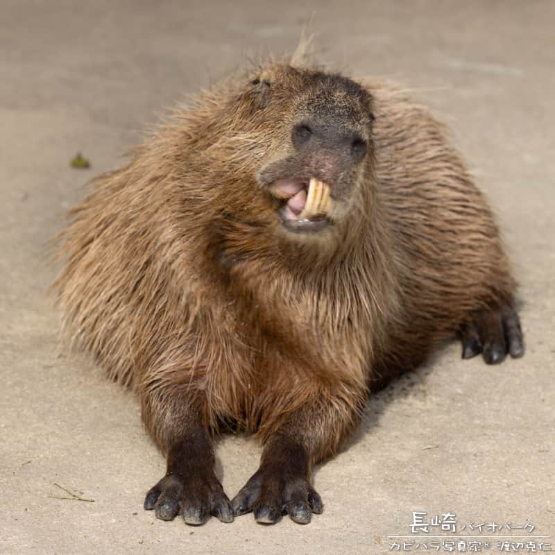 渡辺克仁のインスタグラム：「おはようございます。  #カピバラ #水豚 #capybara #おはよう」