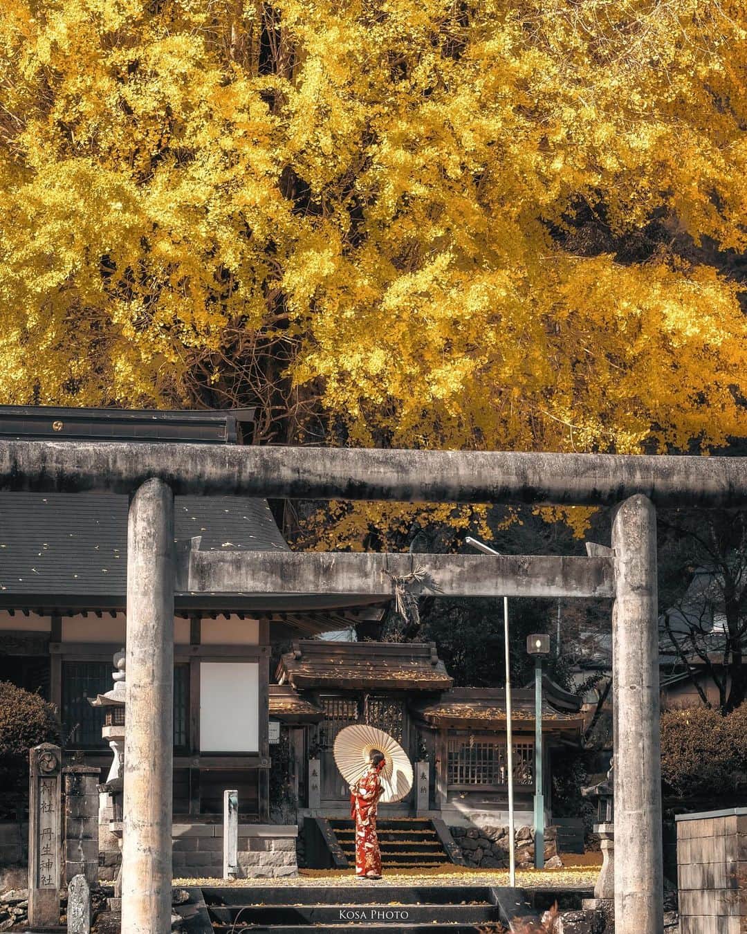 コサのインスタグラム：「圧巻の大銀杏  ここから狙うといいよって教えてくれた @tomo_557 さん そのまんま、構図頂きました‼️ ありがとうございます🙇‍♂️ . Location:和歌山 Wakayama /Japan🇯🇵 Date:2023年11月 in frame: @chami_2nd Camera:Z9 / Z 70-200mm f2.8 . #長谷丹生神社 #visitwakayama #みんすと紅葉祭 #japancityblues #jp_portrait_collection #ポトレファン倶楽部 #ポトレ撮影隊 #jp_mood #jp_portrait部 #clv_galerie #m_v_shotz #mf_landscape #invisible_cool_part #Rox_Captures #japan_best_pic #raw_japan #japan_waphoto #bestjapanpics #deaf_b_j_ #nipponpic_member #tokyocameraclub #art_of_japan_ #jgrv_member #team_jp_ #photo_jpn #sorakataphoto #LBJ_KING #pixlib_jp #じゃびふる #special_spot_legend」