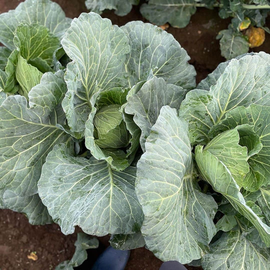 東尾理子さんのインスタグラム写真 - (東尾理子Instagram)「冬野菜の収穫へ🥕 冬野菜の方がトランクがいっぱいになる😁  ブロッコリーとキャベツはもう少し🥦  自分で収穫した野菜、たくさん食べて欲しいな、、、（願望）  #子育て #八街ふれ愛オーガニックファーム」11月25日 7時24分 - rikohigashio