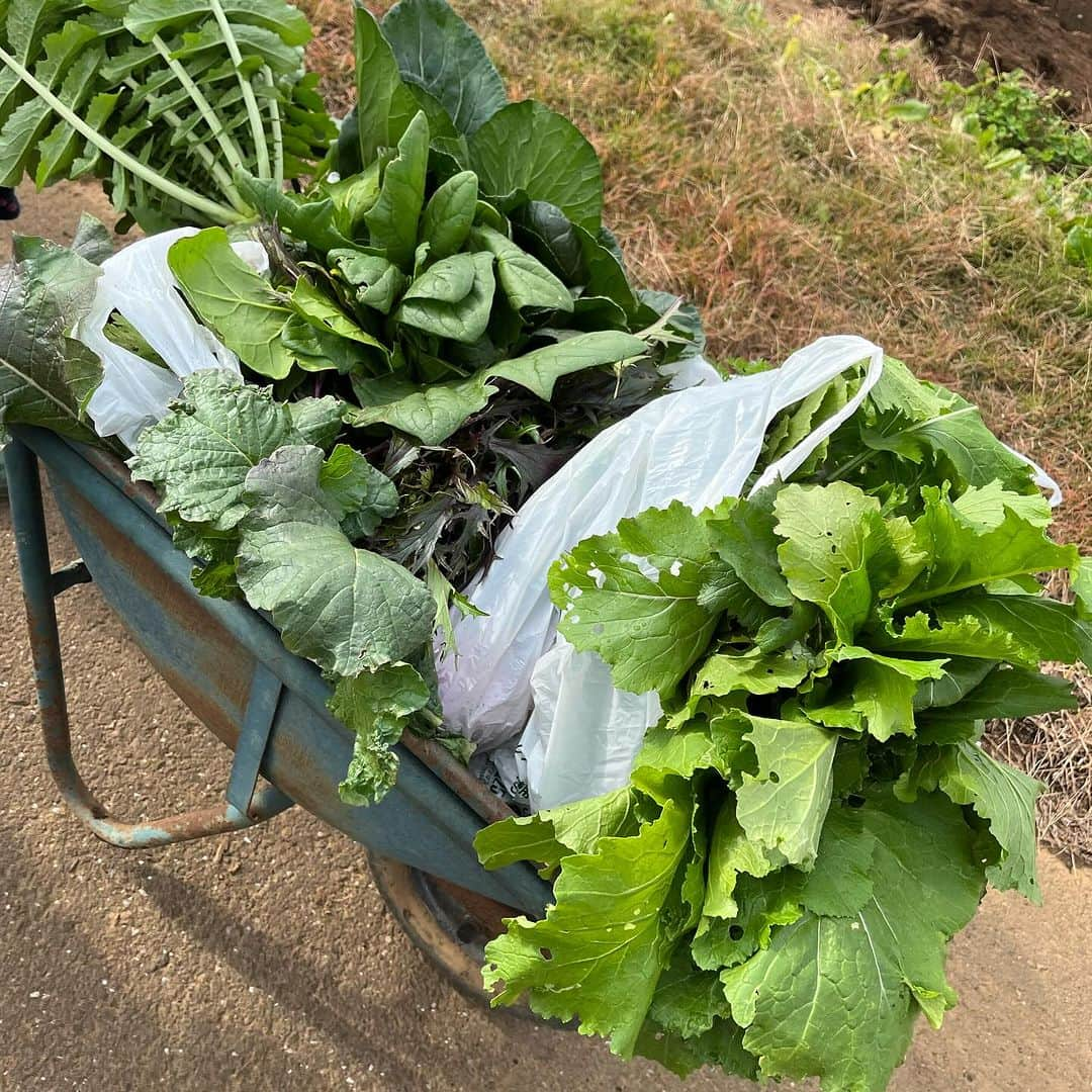 東尾理子さんのインスタグラム写真 - (東尾理子Instagram)「冬野菜の収穫へ🥕 冬野菜の方がトランクがいっぱいになる😁  ブロッコリーとキャベツはもう少し🥦  自分で収穫した野菜、たくさん食べて欲しいな、、、（願望）  #子育て #八街ふれ愛オーガニックファーム」11月25日 7時24分 - rikohigashio