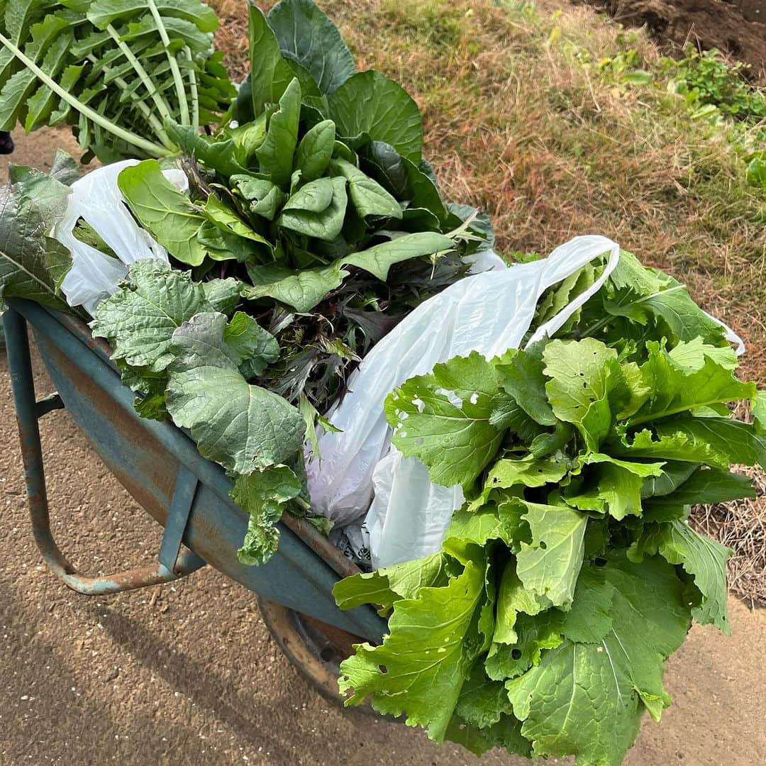 東尾理子のインスタグラム：「冬野菜の収穫へ🥕 冬野菜の方がトランクがいっぱいになる😁  ブロッコリーとキャベツはもう少し🥦  自分で収穫した野菜、たくさん食べて欲しいな、、、（願望）  #子育て #八街ふれ愛オーガニックファーム」