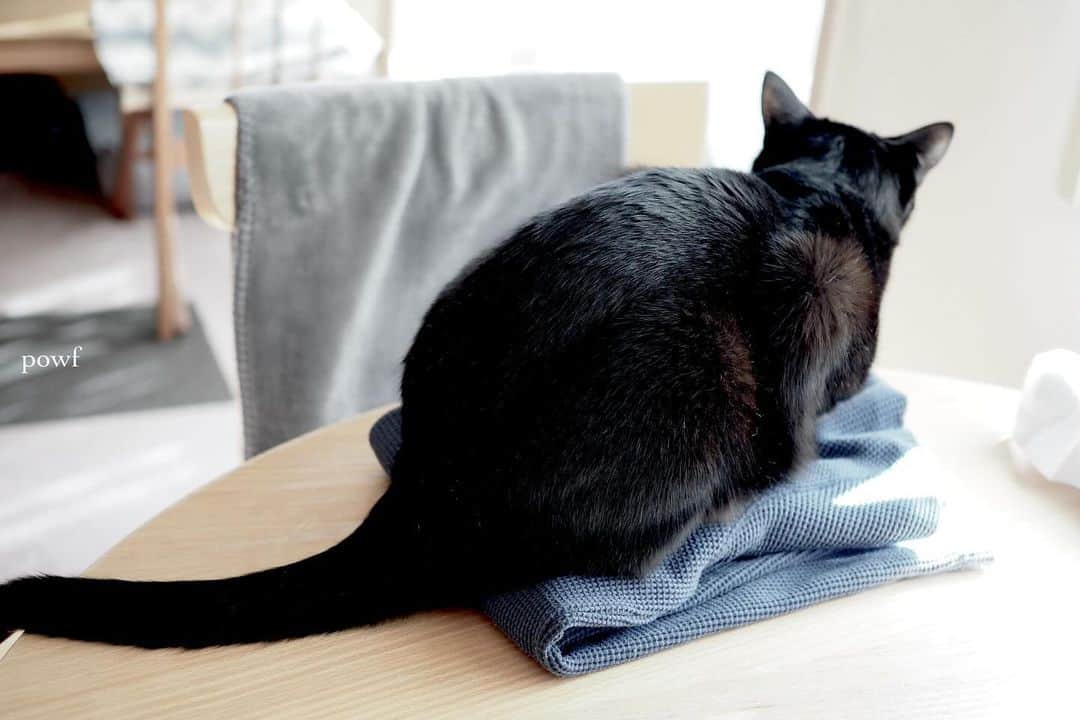 anemone_69のインスタグラム：「🐈‍⬛ . Good morning! . (また洗濯物の上に乗ってる) . . #ハカセとキョウジュ #blackcat #黒猫 #cat #猫 #保護猫 . . .」