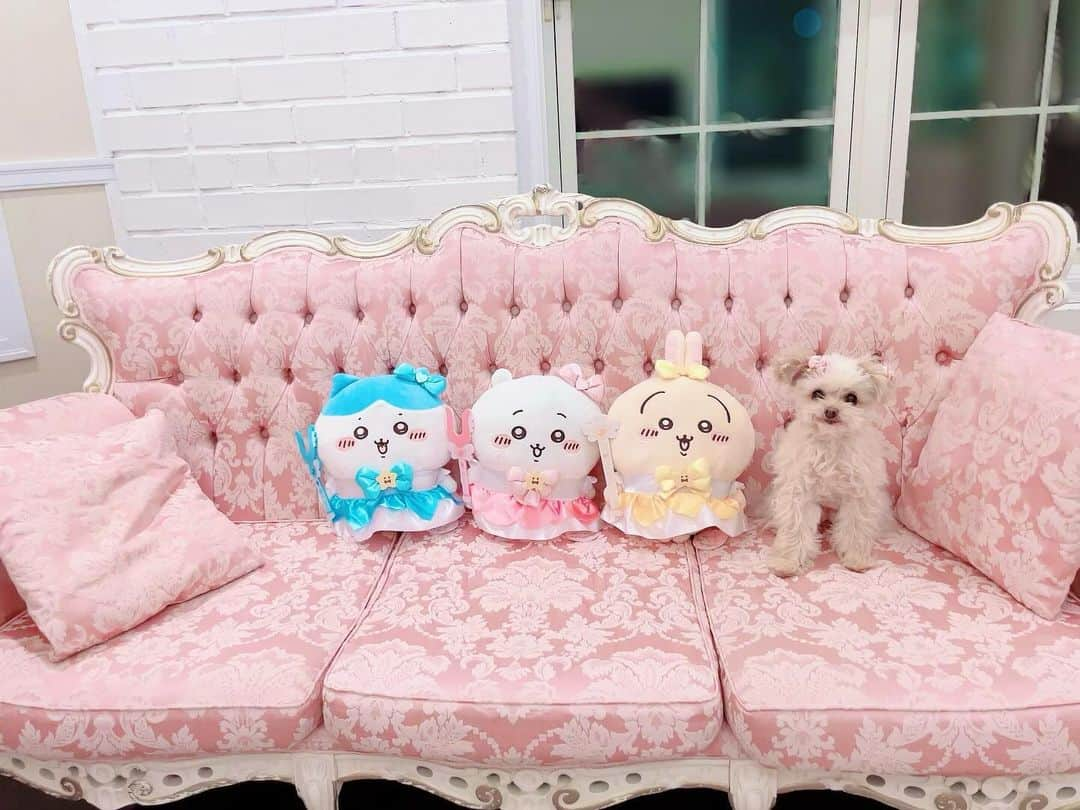 寿リリカさんのインスタグラム写真 - (寿リリカInstagram)「♡ まじかるちいかわと我が家のちいかわらぶちゃん🐶💖💖💖💖 ♡ ちいかわたちのお写真撮ってたららぶちゃんもソファに飛び乗ってきて💓わたちのこともみ〜て〜アピール🐶💓💓💓💓💓きゅん💖 ♡ 昨日新登場したまじかるちいかわはクレーンゲームでみっちゅげっちゅ💖💖💖 スマホケースもまじかるちいかわデザインにしたから並べてみた😍✨💖✨📱 ♡ #まじかるちいかわ #マジカルちいかわ #ちいかわ #ちいかわグッズ」11月24日 23時00分 - ririkakotobuki