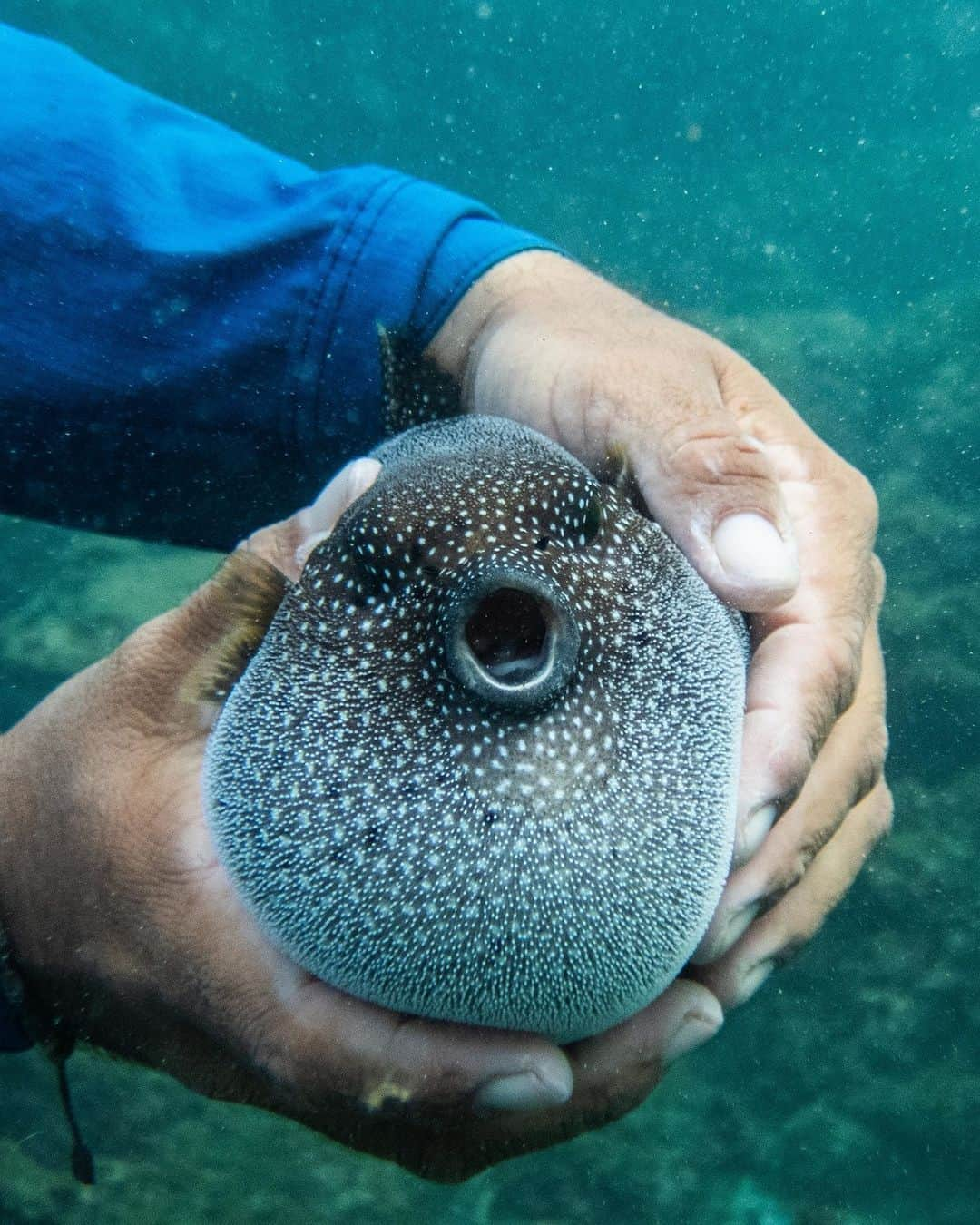 アメリカ自然史博物館のインスタグラム：「Still feeling stuffed from your Thanksgiving feast? Meet the Guineafowl puffer (Arothron meleagris)! Instead of chowing down on turkey, this fish feeds mainly on the tips of branching corals. It gets round not by eating but to avoid being eaten, swallowing water to dissuade predators from attempting such a big bite. If it’s late to inflate, this fish also has bacteria in its body that can be toxic.  Photo: merav, CC BY-NC 4.0, iNaturalist #amazingnature #biodiversity #animalfacts #didyouknow #science」