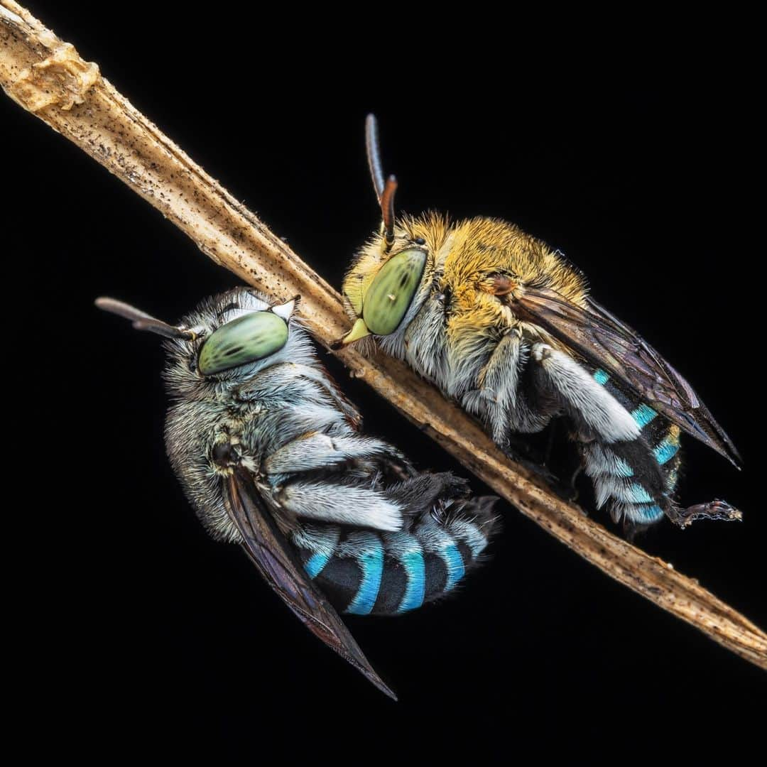 Canon UKのインスタグラム：「Two blue banded bees, showing us how teamwork makes the dream work 🐝✨🌠  📷 by @bidyutkalita_  Camera: EOS R6 Lens: RF 85mm F2 MACRO IS STM Shutter Speed: 1/160, Aperture: f/20, ISO 200  #canonuk #mycanon #canon_photography #EOSR6」