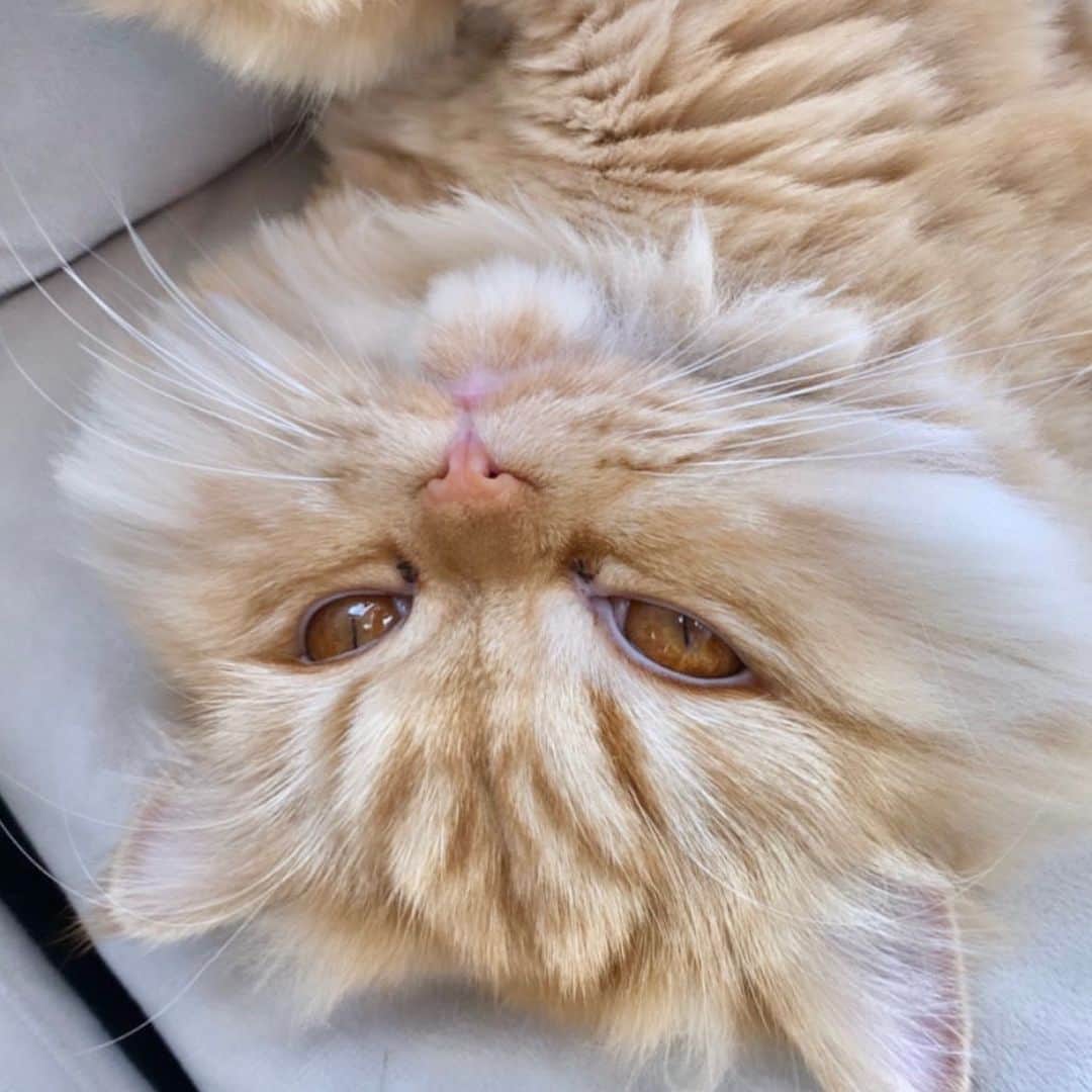 ケイティ・キャシディのインスタグラム：「Post-Thanksgiving mood! #GoodmorningDash 🦁」