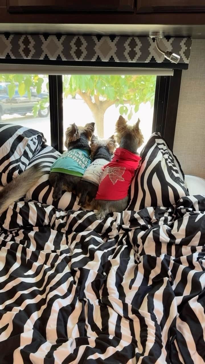 のインスタグラム：「Sammy, Max & Allie 💭 We love looking out the window bark at whoever comes by! 😝👀🤭😆🗣️ #LookingOutTheWindow #OurFavorite #WindowViews #WindowWatching  #3Amigos #ThreeAmigos #SiblingsLove #DogSiblings #MyFurChildren #FurFamily」