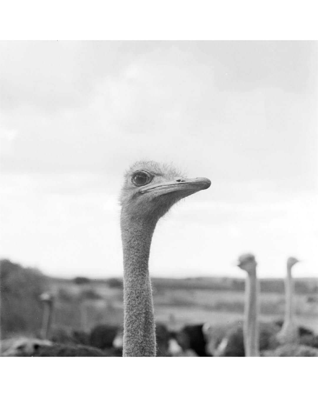 Magnum Photosさんのインスタグラム写真 - (Magnum PhotosInstagram)「In Fine Feather 🐦⁠ ⁠ Birds have been a common theme throughout literature and culture for millennia. More recently, photography has served to immortalize the symbolism of our feathered friends, from grace and humor to peace and hope.⁠ ⁠ @alessandra_sanguinetti's book On the Sixth Day offers us a glimpse of life on a small Argentine farm from the perspective of its animals.⁠ ⁠ A 1948 image from @georgerodgerphotos captures an ostrich emerging from the frame and delivering a cautionary gaze into his lens.⁠ ⁠ During the filming of The Birds, @philippe_halsman_official photographed director Alfred Hitchcock and main actress Tippi Hedren in a playful take on Hitchcock’s macabre vision.⁠ ⁠ Comment your favorite👇⁠ ⁠ PHOTOS (left to right):⁠ ⁠ (1) From the series On the Sixth Day. Ducks in truck. Buenos Aires, Argentina. 2001. © @alessandra_sanguinetti / Magnum Photos⁠ ⁠ (2) Ostrich Farm. South Africa. 1948. © @georgerodgerphotos / Magnum Photos⁠ ⁠ (3) Miskito children. Puerto Cabezas, Nicaragua. 1992. © Alex Webb (@webb_norriswebb) / Magnum Photos⁠ ⁠ (4) Penguins from the zoo taking their weekly walk. The director of the zoo walks them through the city every week in order to attract people to the zoo. Edinburgh, Scotland. 1950. © @wernerbischofestate / Magnum Photos ⁠ ⁠ (5) Market. Tashkent, Uzbekistan. 1992. © Gueorgui @pinkhassov / Magnum Photos⁠ ⁠ (6) The American actress Tippi Hedren in The Birds by Alfred Hitchcock. USA. 1962. © @philippe_halsman_official / Magnum Photos⁠ ⁠ (7) Emus running through a caravan park. The white surface is made up of crushed shells. Highway One, Denham, Western Australia. 2006. © Trent Parke (@chillioctopus) / Magnum Photos⁠ ⁠ (8) Kyoto, Japan. 2019. © @paolopellegrin / Magnum Photos⁠ ⁠ (9) Lake Garda, Italy. 1999. © @martinparrstudio / Magnum Photos⁠ ⁠ (10) Three ducklings adopted by a hen. Loiret département, France. 1989. © Martine Franck / Magnum Photos」11月25日 1時02分 - magnumphotos