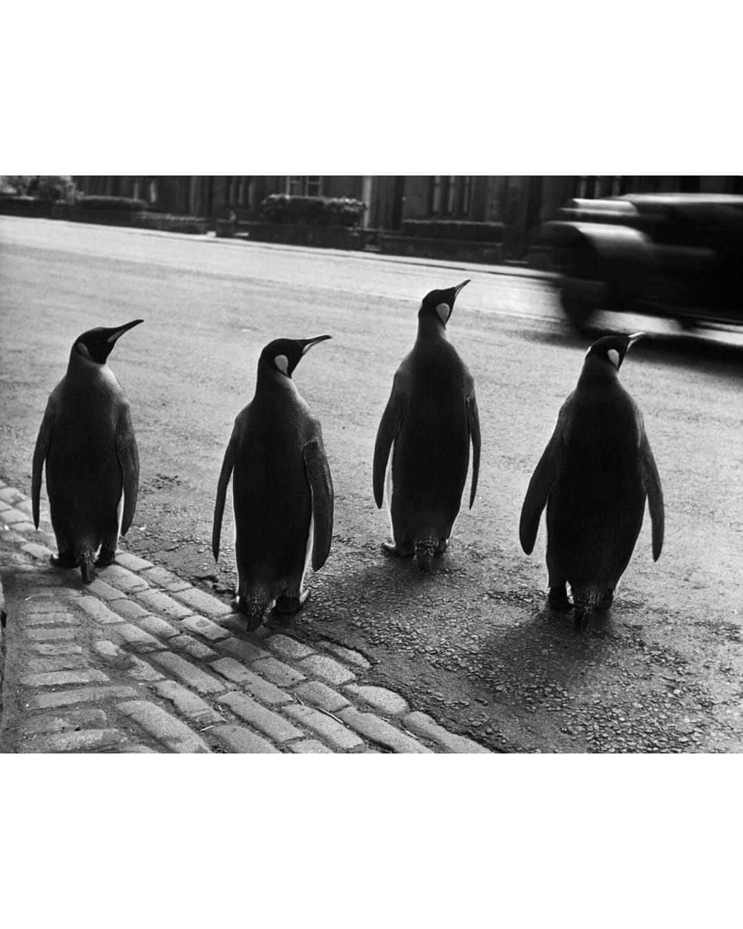 Magnum Photosさんのインスタグラム写真 - (Magnum PhotosInstagram)「In Fine Feather 🐦⁠ ⁠ Birds have been a common theme throughout literature and culture for millennia. More recently, photography has served to immortalize the symbolism of our feathered friends, from grace and humor to peace and hope.⁠ ⁠ @alessandra_sanguinetti's book On the Sixth Day offers us a glimpse of life on a small Argentine farm from the perspective of its animals.⁠ ⁠ A 1948 image from @georgerodgerphotos captures an ostrich emerging from the frame and delivering a cautionary gaze into his lens.⁠ ⁠ During the filming of The Birds, @philippe_halsman_official photographed director Alfred Hitchcock and main actress Tippi Hedren in a playful take on Hitchcock’s macabre vision.⁠ ⁠ Comment your favorite👇⁠ ⁠ PHOTOS (left to right):⁠ ⁠ (1) From the series On the Sixth Day. Ducks in truck. Buenos Aires, Argentina. 2001. © @alessandra_sanguinetti / Magnum Photos⁠ ⁠ (2) Ostrich Farm. South Africa. 1948. © @georgerodgerphotos / Magnum Photos⁠ ⁠ (3) Miskito children. Puerto Cabezas, Nicaragua. 1992. © Alex Webb (@webb_norriswebb) / Magnum Photos⁠ ⁠ (4) Penguins from the zoo taking their weekly walk. The director of the zoo walks them through the city every week in order to attract people to the zoo. Edinburgh, Scotland. 1950. © @wernerbischofestate / Magnum Photos ⁠ ⁠ (5) Market. Tashkent, Uzbekistan. 1992. © Gueorgui @pinkhassov / Magnum Photos⁠ ⁠ (6) The American actress Tippi Hedren in The Birds by Alfred Hitchcock. USA. 1962. © @philippe_halsman_official / Magnum Photos⁠ ⁠ (7) Emus running through a caravan park. The white surface is made up of crushed shells. Highway One, Denham, Western Australia. 2006. © Trent Parke (@chillioctopus) / Magnum Photos⁠ ⁠ (8) Kyoto, Japan. 2019. © @paolopellegrin / Magnum Photos⁠ ⁠ (9) Lake Garda, Italy. 1999. © @martinparrstudio / Magnum Photos⁠ ⁠ (10) Three ducklings adopted by a hen. Loiret département, France. 1989. © Martine Franck / Magnum Photos」11月25日 1時02分 - magnumphotos